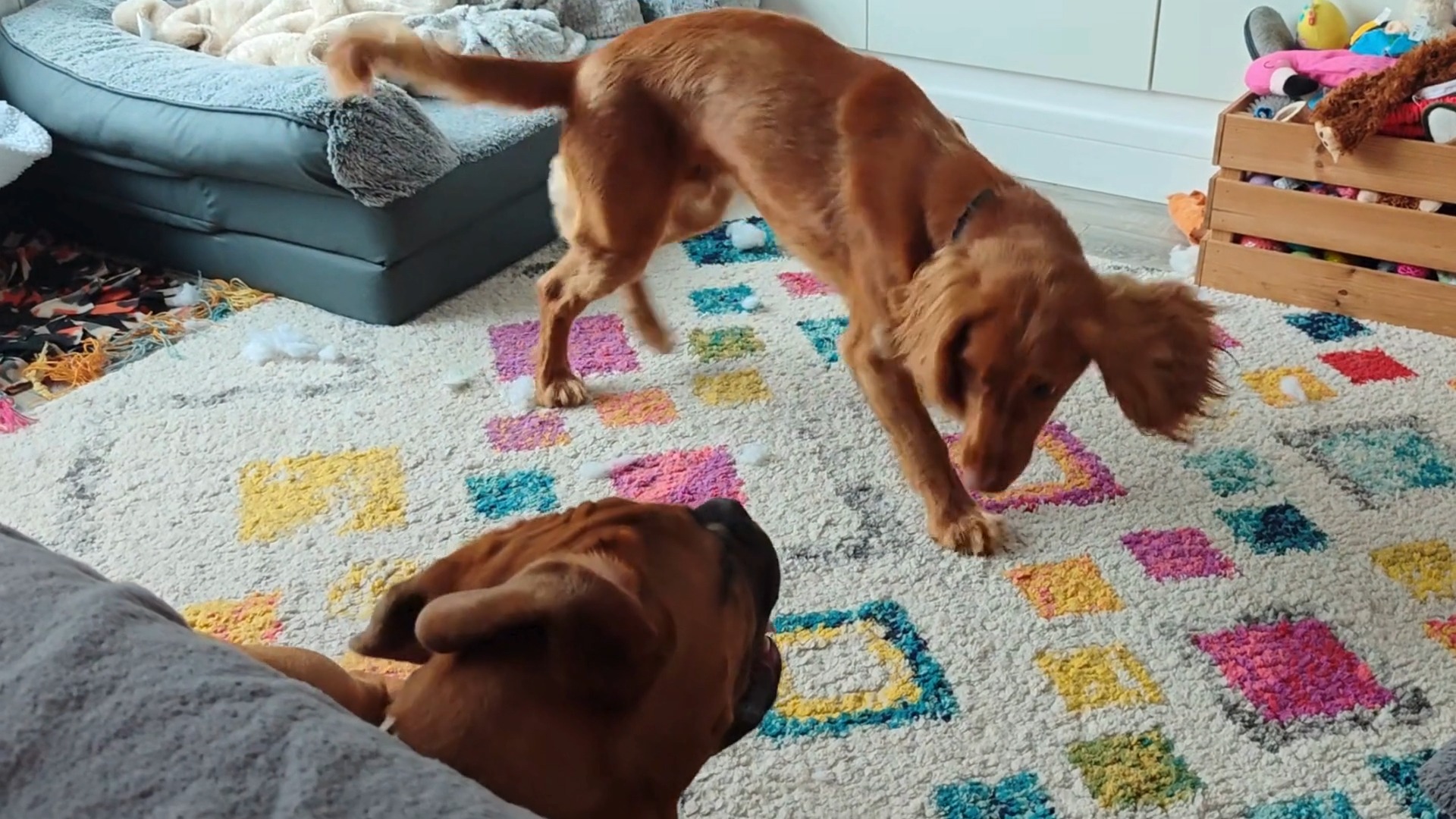 Puppy madness! π€©
Ninni and Milo
