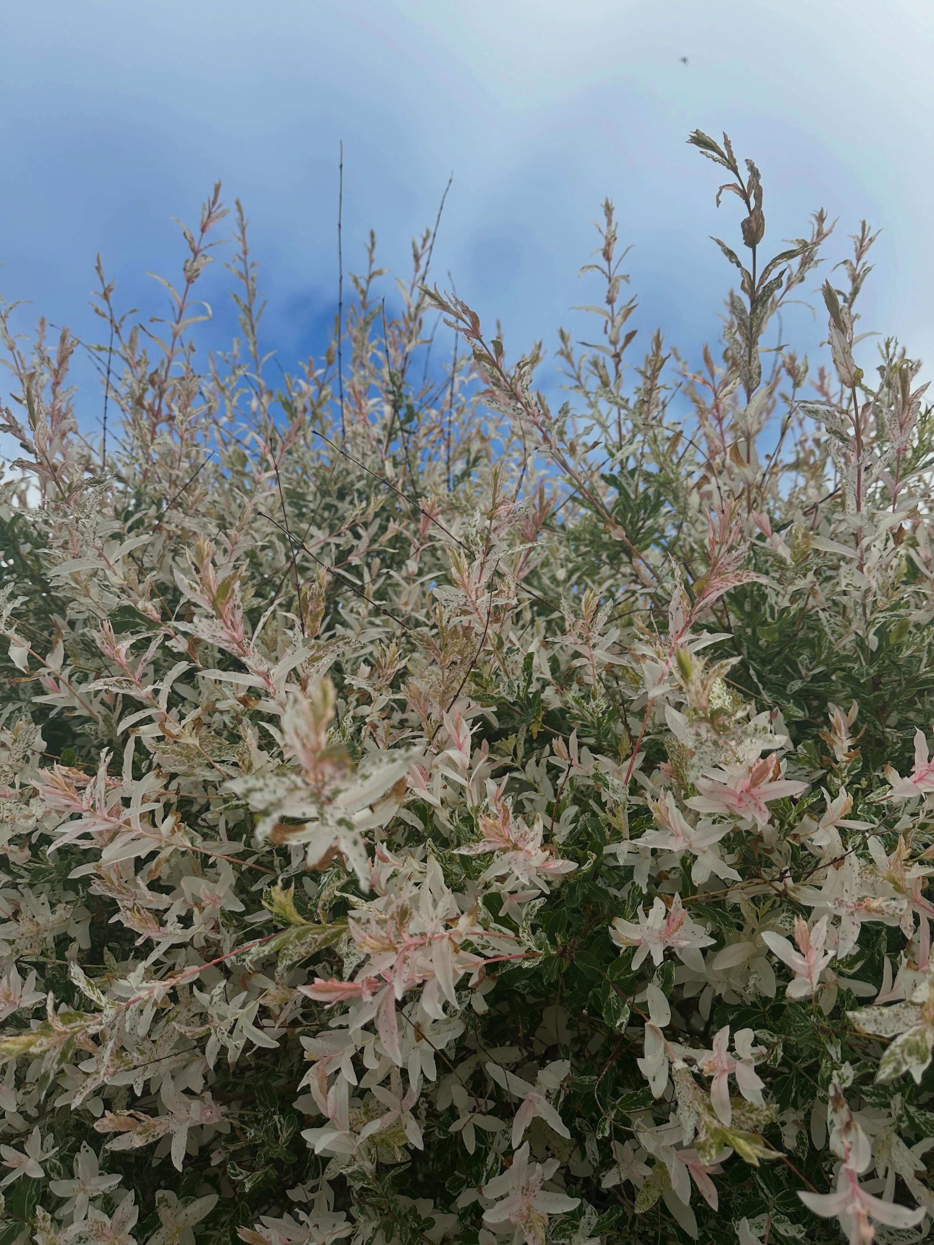 Eucalyptusvide ’Hakuro-nishiki’ kan vara det mest perfekta lilla trädet att sätta i rabatt eller kruka! Frodigt grön med rosa-vita toppar. Som ett drömmigt litet moln ☁️