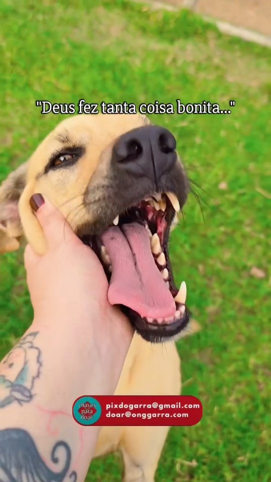 A coisa mais bonita é o coração de um cão... 🐾❤️
Se concorda, curte e compartilha para divulgar o GARRA e os Garrinhos!
#cachorros #amamoscachorros #dogs #garranimal #onggarra