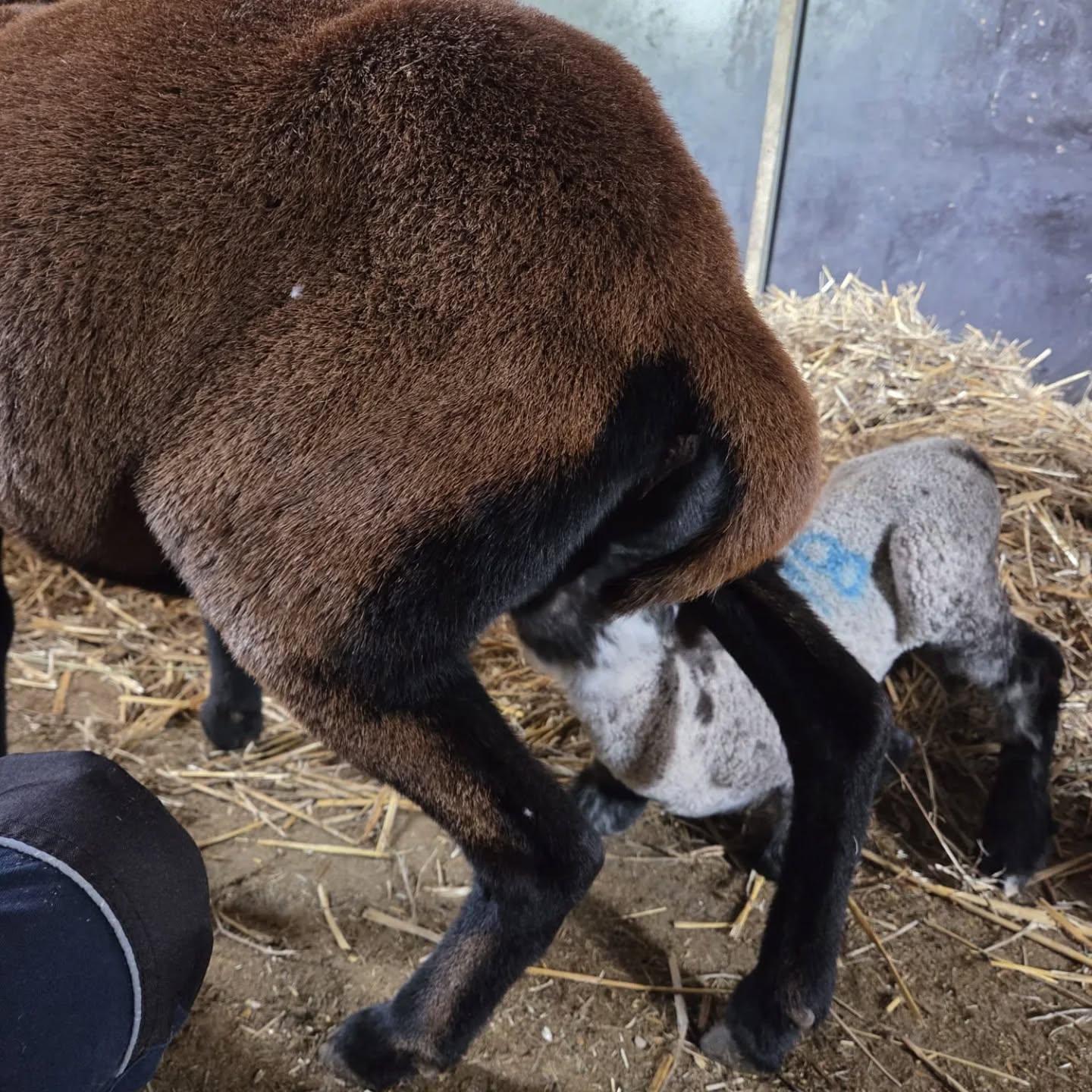 Da sind sie unsere beiden neuen Glückswiesenbewohner, zwei kleine Flschenlämmer 🍀Leider ist vorgestern Nacht ihre Mama verstorben und beide hingen noch bis zum Morgen an der toten Mama💔 Als wir davon erfahren, machte sich unsere Mitarbeiterin auf den Weg und holte die kleinen ab und was sollen wir sagen? Unsere Kamerunschafdame Pauline hat sie direkt adoptiert und säugt sie❤️ . Trotzdem heisst es jetzt erstmal alle 3 Stunden Fläschchen machen 😍. Leider hat einer der Kleinen Fieber und Husten, die Tierärztin war schon da. Drückt mal feste die Daumen, dass das kleine Böckchen wieder fit wird 🍀
#sindlingerglückswiese #Tierschutz #tierliebe❤️ #frankfurtammain #schafliebe