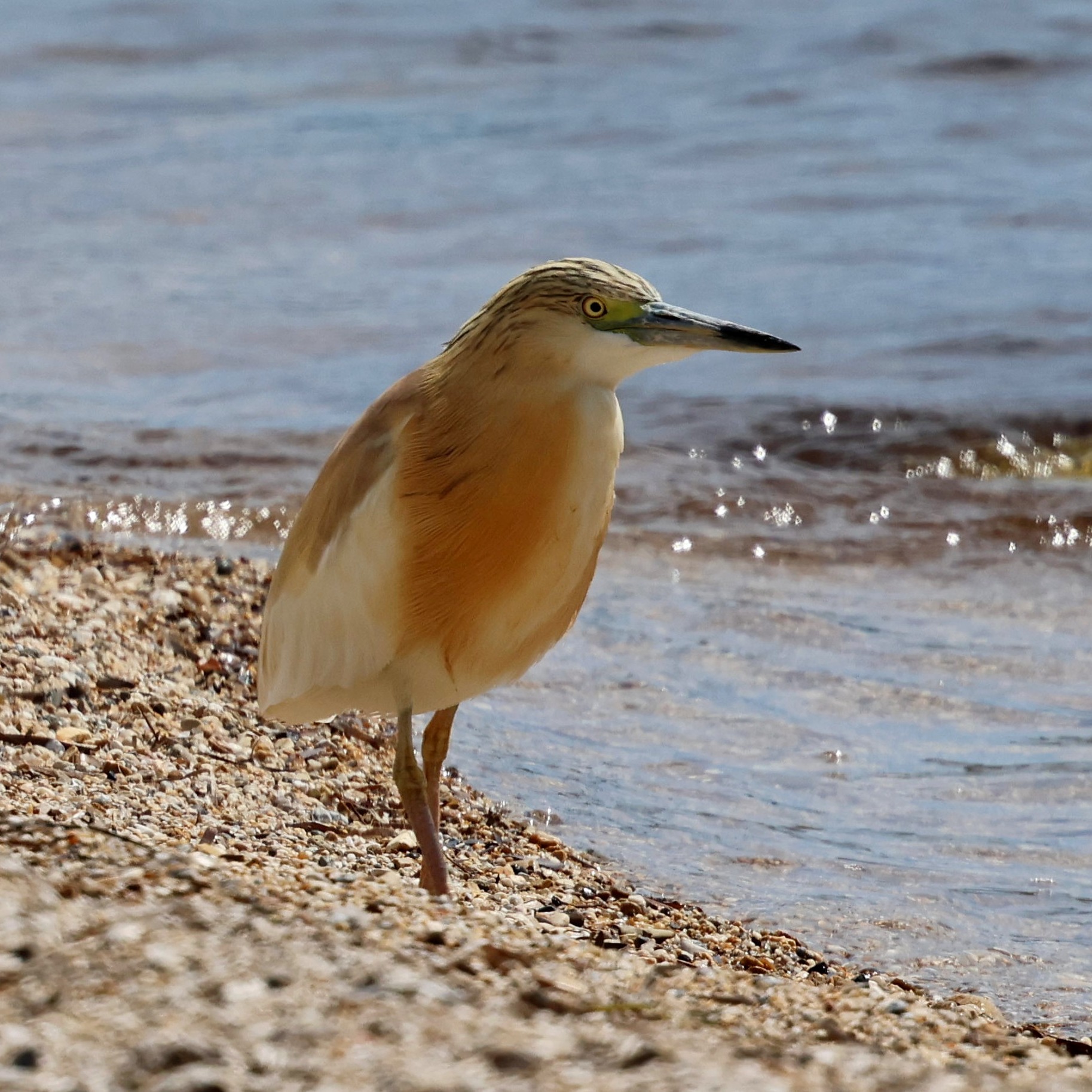 There are a lot of squacco herons on the island.
#islandwildlife #kefaloniawildlife #greekwildlife #guidedwildlifewalks #birdlovers