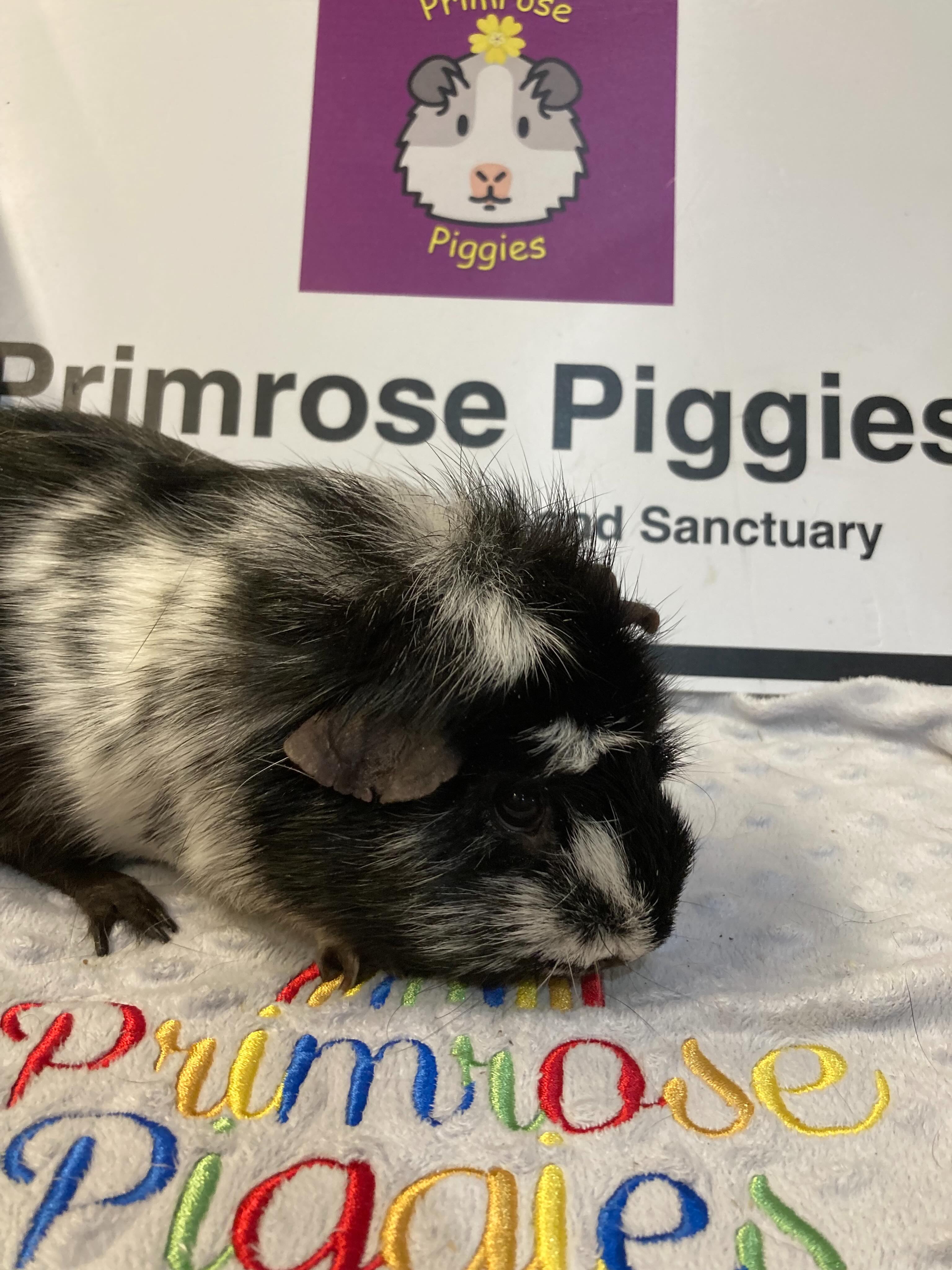 Another lonely lady has arrived. Polly is 5 1/2 years old and has lost her buddy. 🩷 #polly #guineapigs #sanctuary #bedford