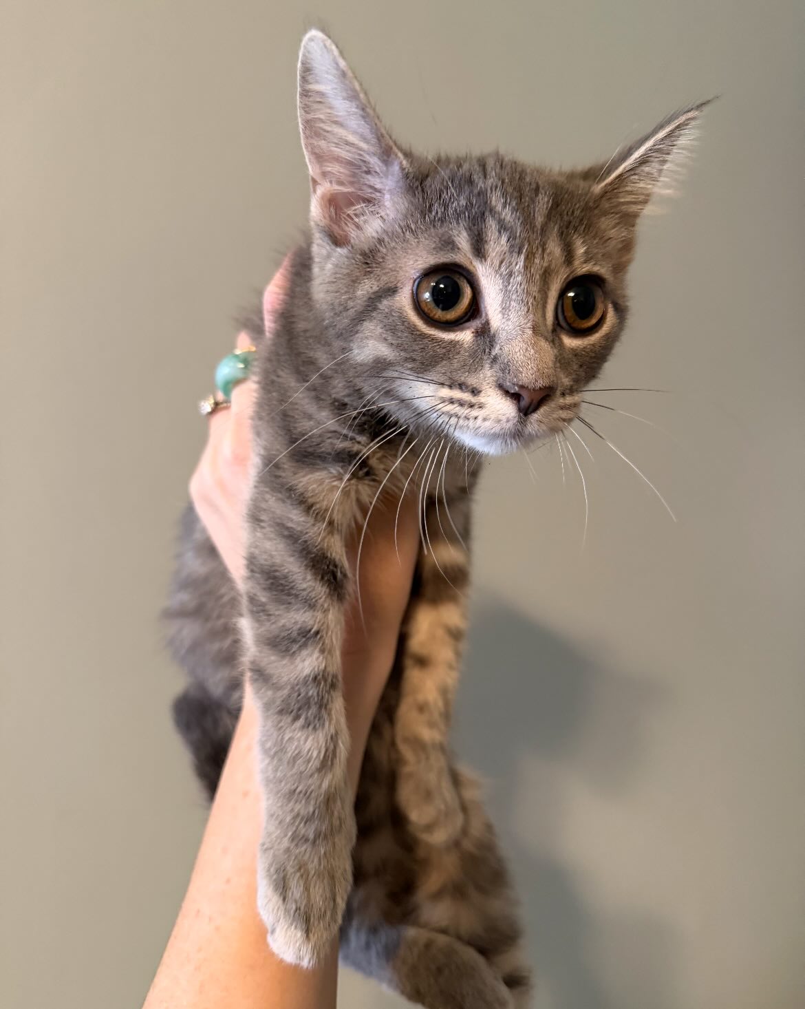 More updates on the cat colony we’ve been helping!!! We’ve now gotten all 1️⃣2️⃣ kittens into our care! 🎉 These 3 kittens were the last of the dozen: Strawberry, Papaya, and Lychee. We also have one of the friendly moms, Nectarine, in our care, and we’ve successfully TNR’d all three of the other feral moms. The only one left to catch is the dad! 😼 This has been a massive undertaking involving weeks of trapping, coordinating, and transporting, but every single effort has been worth it. Thanks to this work, 13 kitties now have a chance at healthy, happy indoor lives, and the cat colony’s growth has been stopped through TNR. So thankful for our incredibly hard working team and @madcatbeardcare for helping! 🫶🩷🐱