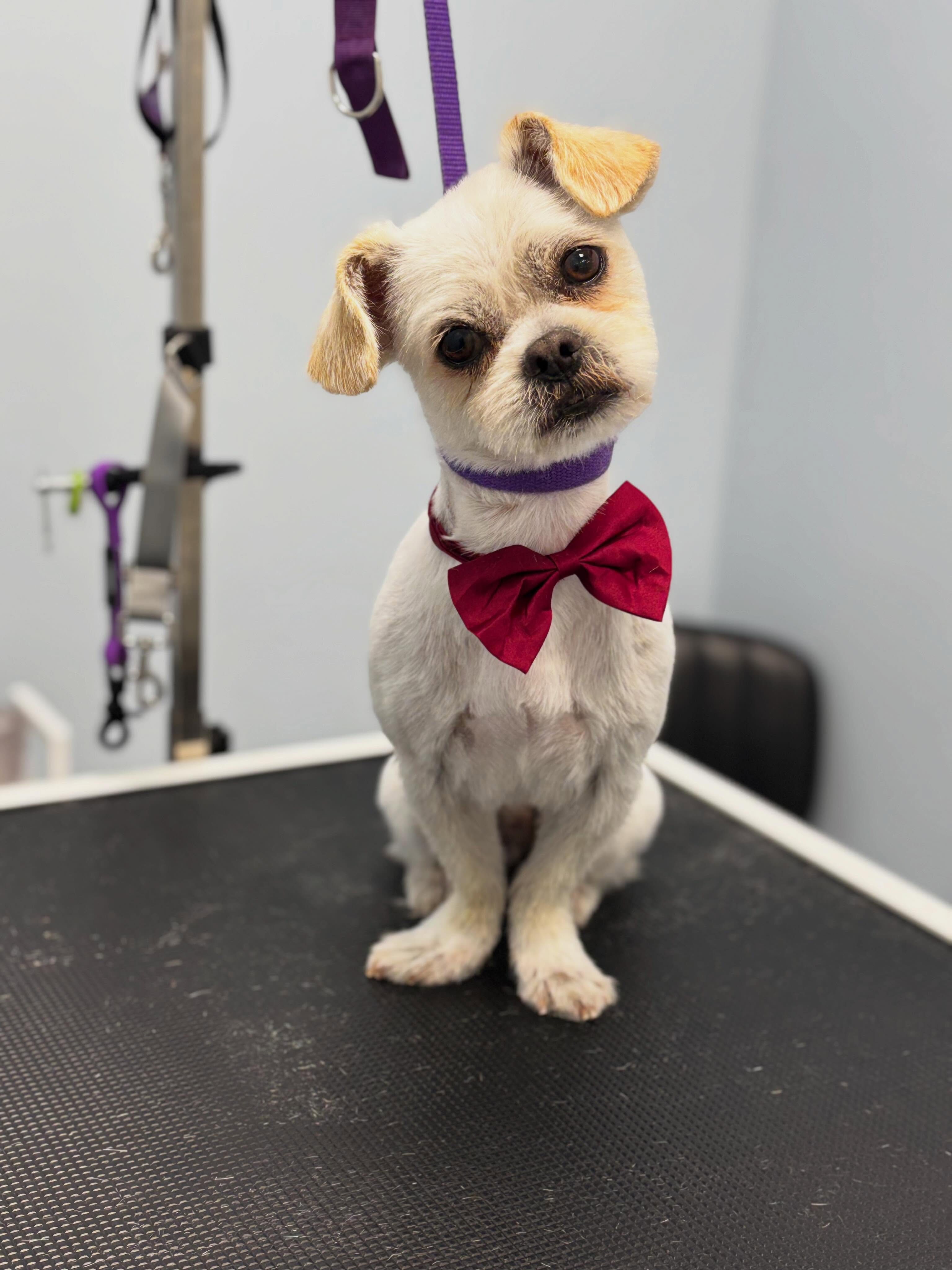 Mochi π₯°
#doggroomer #dogsofinstagram #shihtzumix #dogspa #happydog