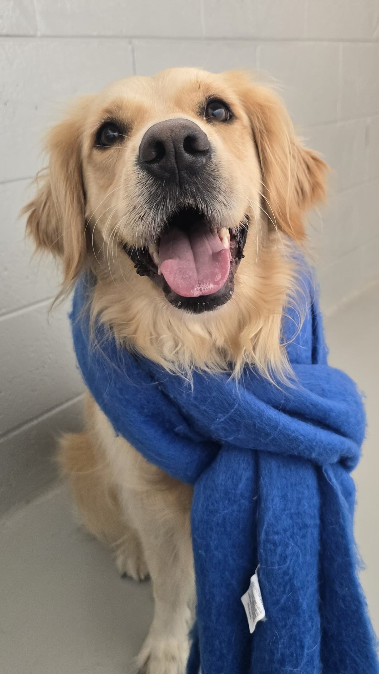 π’ Enjoy your coffee while your pup is enjoying a farm mud run!
πΎπΆ Exclusive to Woofland pups πΆπΎ
Send us your pupβs cosiest and cutest winter photo and weβll post them up for voting. The first 4 pups with the most votes will win a @craftybakernz voucher and a free farm adventure from us! Email your photos to info@woofland.co.nz by Monday June 22nd 11:59pm. Voting will start on Tuesday the 23rd. T&Cs apply.