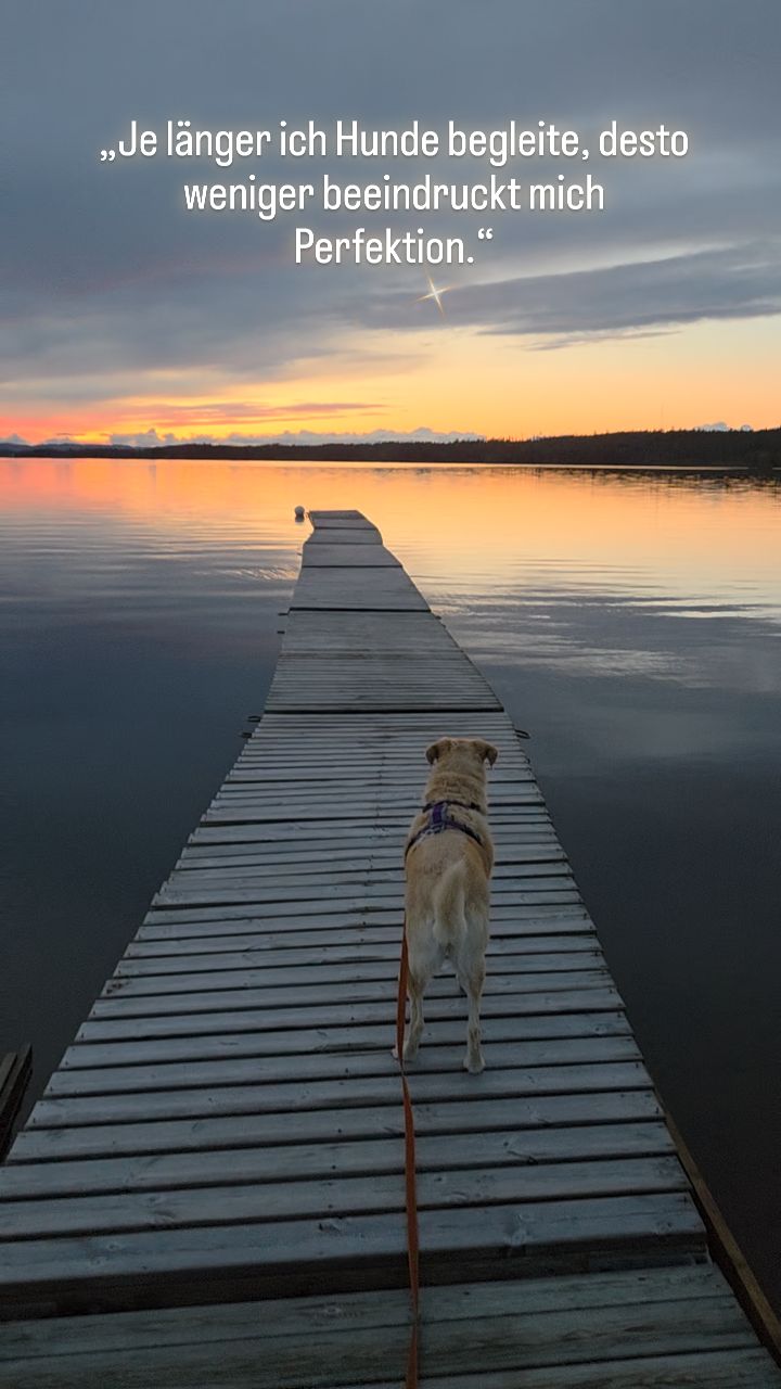 Manchmal frage ich mich, warum wir einen Hund besonders bewundern, wenn er perfekt funktioniert.
Wenn er jede Bewegung seines Menschen beobachtet.
Wenn er jede Aufgabe fehlerfrei ausführt.
Wenn er jederzeit bereit ist, das Nächste zu tun.
Und gleichzeitig frage ich mich:
Warum berühren mich ganz andere Momente oft viel mehr?
Der ängstliche Hund, der zum ersten Mal freiwillig die Haustür verlässt.
Der reaktive Hund, der sich für einen Moment entspannen kann.
Der Hund, der lernt, dass er nicht ständig leisten muss.
Vielleicht ist es nur eine persönliche Sichtweise.
Aber je länger ich Hunde begleite, desto weniger beeindruckt mich Perfektion.
Und desto mehr berühren mich Vertrauen, Sicherheit und echte Lebensfreude.
Denn am Ende frage ich mich nicht, wie perfekt ein Hund funktioniert.
Sondern wie gut es ihm in seiner Welt geht. ❤️🐾