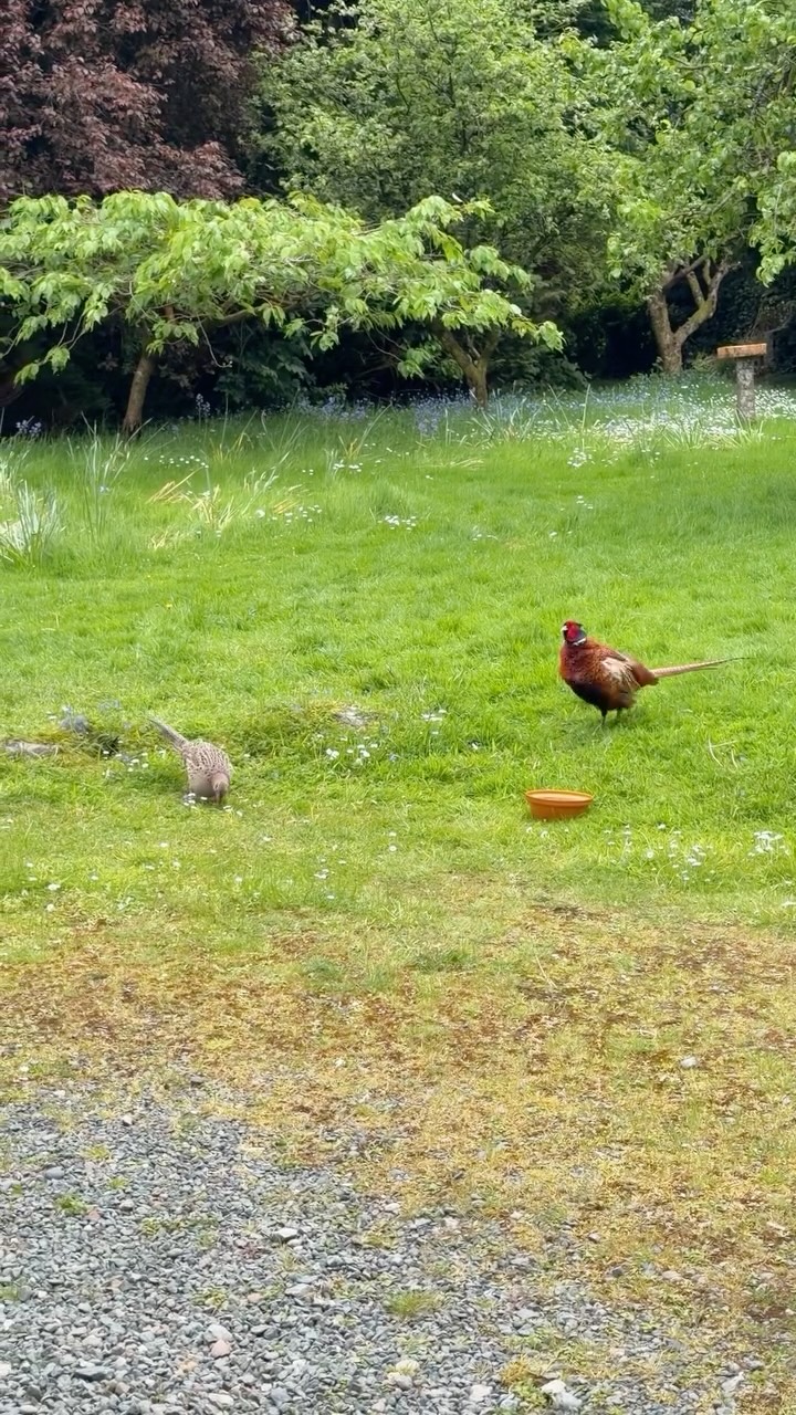 Our resident spectacular male pheasant is the protagonist in a painting I am currently working on. Part of a wildlife series of oil paintings I am putting together, more details to follow. For now here is Mr. Pheasant, strutting his stuff and giving us a twirl 🥰 #pheasant #wildlife #countryliving #nature #birds