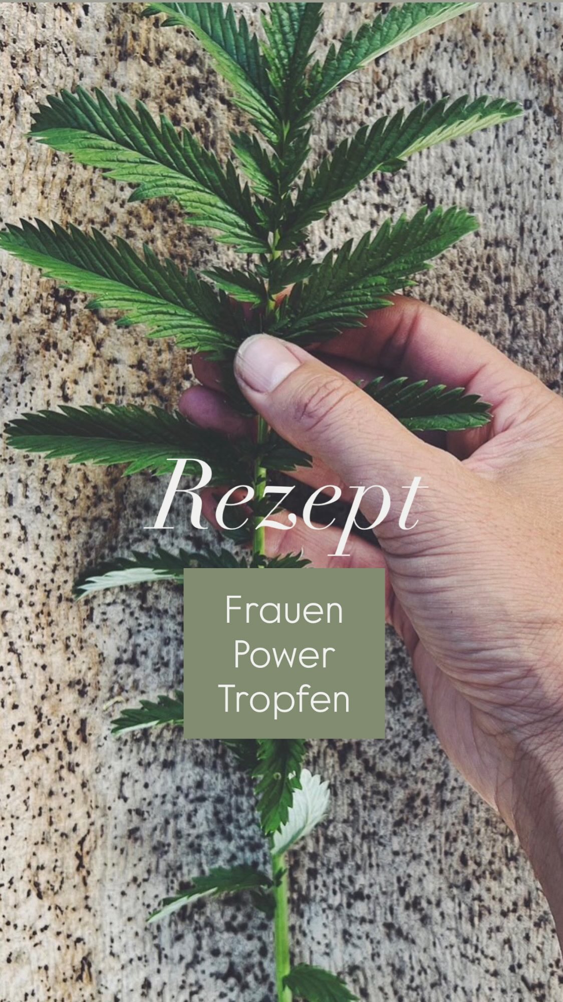 Frauen Power
Vor einiger Zeit hab ich euch erzählt das ich mir gern Frauen Tropfen mische- sie können uns stärken, unsere Weiblichkeit unterstützen, uns bei der Menstruation helfen und uns Geborgenheit schenken wie ein Arm der sich schützend um uns legt.
Ihr wolltet gern mehr darüber wissen- also here we go!
Es gibt eine Reihe von wunderbaren Wildkräutern die uns mit ihrer Heilkraft unterstützen und das ganz sanft und natürlich.
Vorne weg möchte ich betonen das es eine Grundvoraussetzung ist die Pflanzen richtig zu bestimmen und der Natur und sich selbst immer mit Respekt zu begegnen. Was ich hier mit euch teile sind meine persönlichen Erfahrungen.
Ich habe immer eine ziemlich schmerzhafte Menstruation und vor Jahren habe ich entdeckt wie wunderbar mir diese Kräuter (die ich euch gleich vorstelle) in dieser Zeit helfen können!
Ich war damals baff und dachte nur „Warum sagt einem das denn keiner!“
Ihr müsst wissen das es davor ohne Tabletten während der Menstruation gar nicht ging.
Was braucht ihr für die Tropfen?
- ein sauberes Schraubglas
- 40% Alkohol (zb. Schnaps, Bio Korn, Wodka)
- Ein Messer und ein Brett
- Kräuter (welche genau erzähle ich gleich)
Für die Tropfen verwende ich folgende Kräuter:
- Gänsefingerkraut ( wirkt krampflösend, beruhigend, tonisierend)
- Rotklee (viele Mineralstoffe, Vitamine. Wirkt zellschützend, enthält Phytoöstrogene die den Hormonhaushalt regulieren können. Egal ob Mann oder Frau!
- Schafgarbe (Entkrampfend, beruhigend, wohltuend für die Verdauung)
- Frauenmantel (hilft bei schmerzender Menstruation, unterstützt Magen& Darm)
- Quendel (wirkt krampflösend, Verdauungsfördernd, wärmend)
Saubere Kräuter Mix klein schneiden und locker in das Glas füllen, mit Alkohol auffüllen und bei Zimmertemperatur 4-7 Wochen ziehen lassen, ab und an schütteln. Abseihen &abfüllen.
Bei Bedarf 2-4x täglich 20-30 Tropfen mit Wasser einnehmen.
Die Tinktur hat mir schon so oft wunderbare Dienste geleistet 🙌
Alles Liebe eure Meli mint
.
❕Bei hormonellen Krankheiten oder Unverträglichkeiten besser vorher den Hausarzt zu Rate ziehen!
#menstruation #frauengesundheit #kräuterhexe #heilkräuter