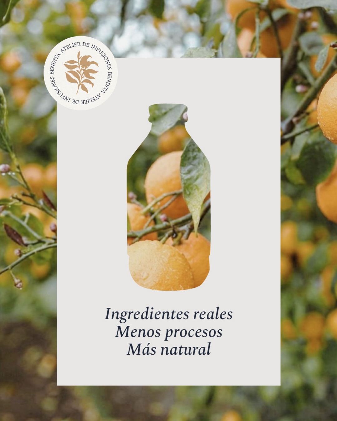 Hace tiempo decidimos que no solo importaba lo que hay dentro de cada botella, sino también todo lo que pasa alrededor.
Ingredientes reales, procesos cuidados y una forma de hacer las cosas con más intención y menos artificio.
Así trabajamos en Bendita. ¿Ya lo sabías? Descubrí más en nuestro blog