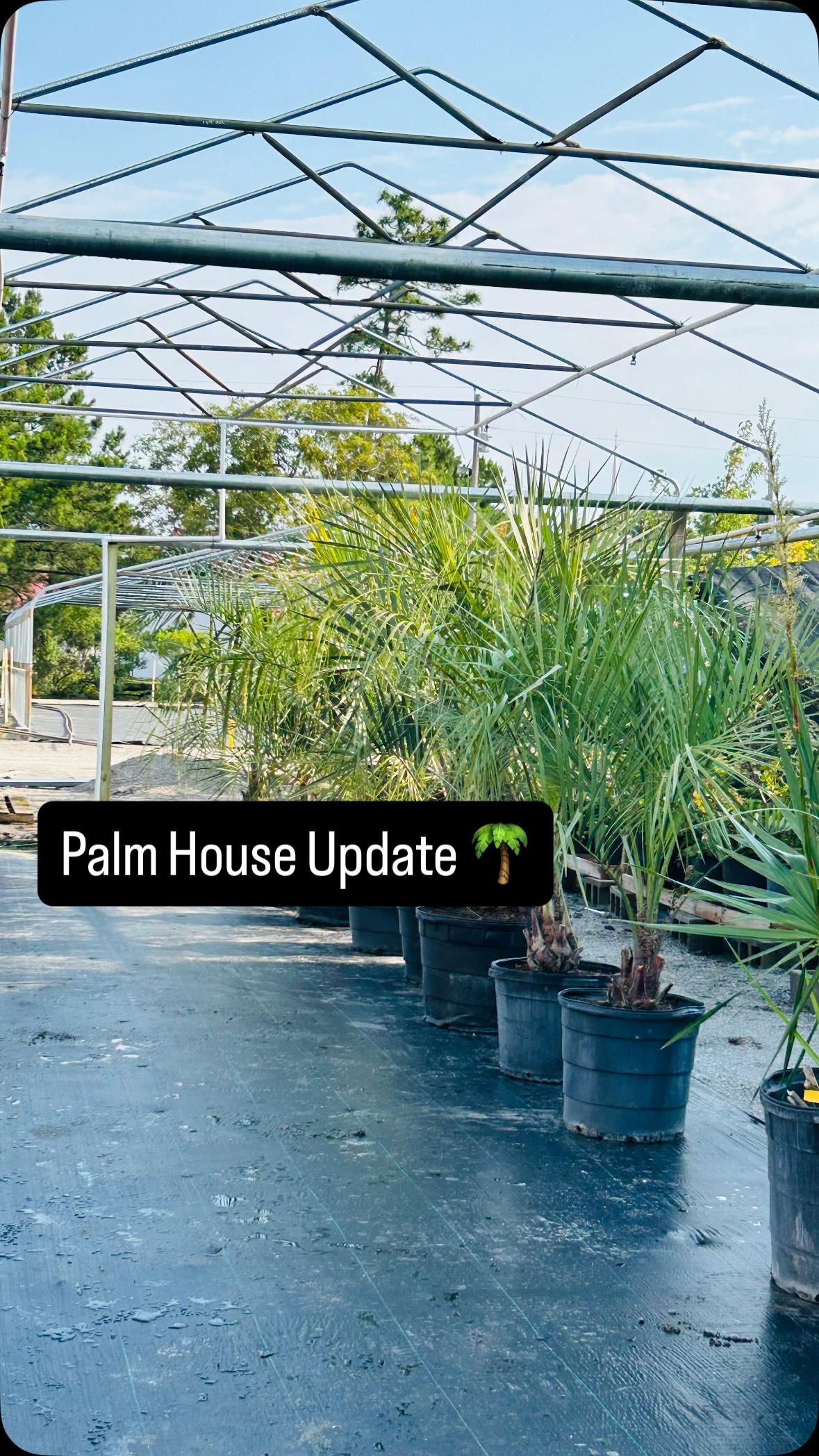 🌴 Palm House Update 🌴
It’s starting to feel like HOME again. 💚
After winter damage turned our Palm House upside down, we’re excited to share that the structure is officially back up and the flooring is down! 🙌
For now, we’re enjoying it just as it is while we head into the summer months, because let’s be honest, our palms are loving all this sunshine ☀️🌴
Next comes the plastic and walls, but we’re just happy the palms finally have a place to call home again instead of crashing on the perennial & annual area couch. 😂
We’ve always taken pride in offering one of the area’s largest palm selections, and while the damage made showcasing them more challenging, it never stopped us from bringing in the palms you know and love.
Designed and customized in-house, this rebuild has been tedious, messy, and a whole lot of hard work, but it’s coming together stronger and better than ever.
Come take a peek at the progress (and the palms 👀🌴)!
#Palms #CoastalGardening #NCGardening #NewportNC #GardenCenter