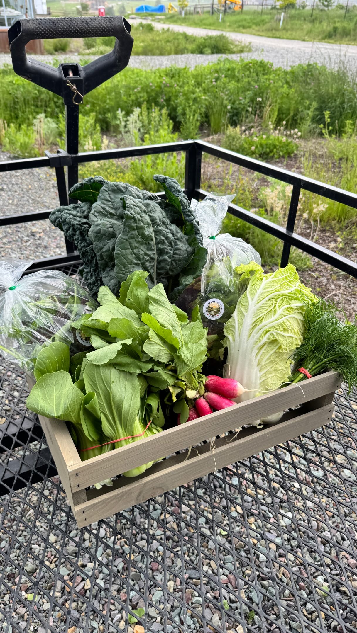 CSA WEEK TWO 🥬
✨ Lettuce Mix
✨ Mesclun Mix
✨ French Breakfast Radishes
✨ Baby Bok Choy
✨ Fresh Dill
✨ Napa Cabbage
✨ Lacinato Kale
💚can’t wait to see all your smiling faces this week 😁