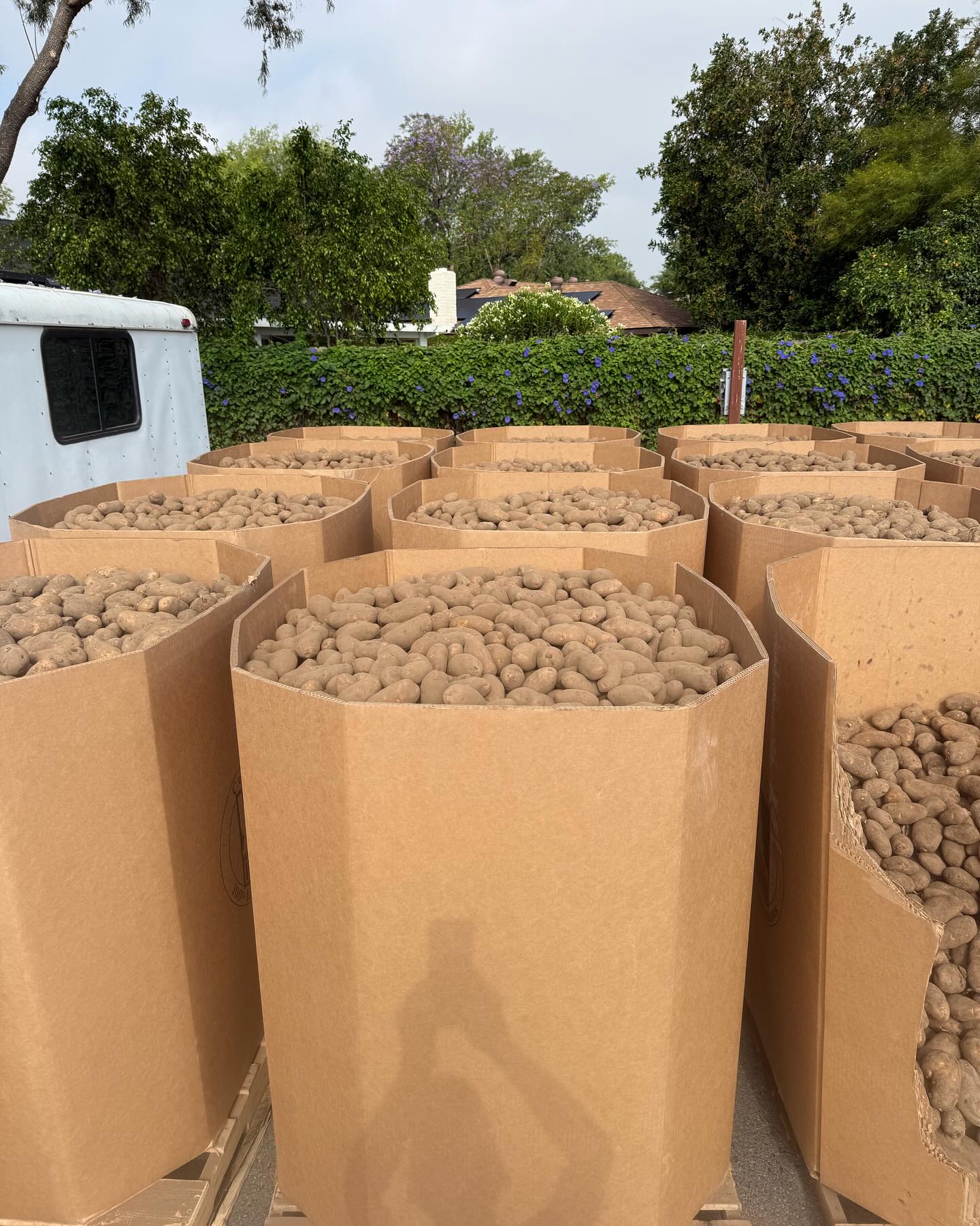 We have potatoes 42,000 pounds. Just harvested. Open to everyone. 7 am to 6pm
Tuesday 6-9-26,
Wednesday 6-10-26
4850 Jurupa Ave Riverside Ca 92504
Bring your own boxes and bags.