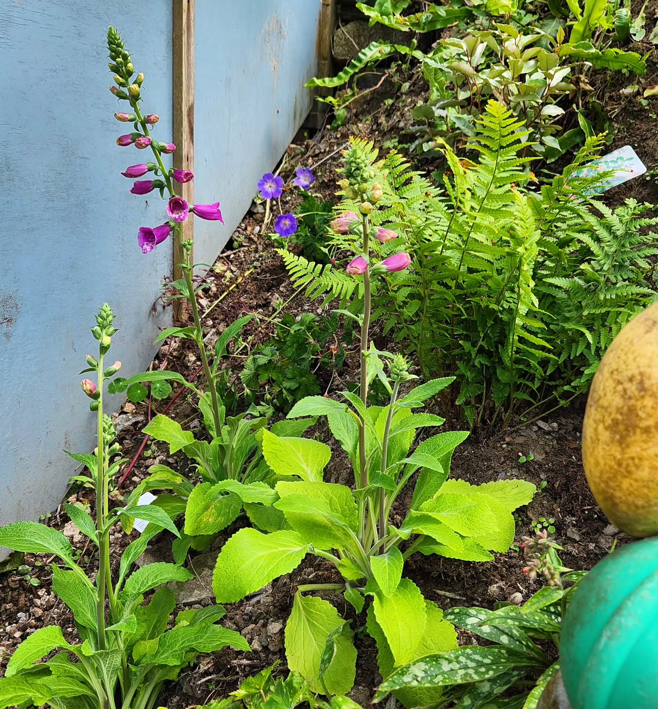 Planting up a steep slope in the garden. Ferns, Foxgloves and a hardy Geranium that the bees were all over at @hayle_plants
The heavens have opened today so everything is watered in beautifully 😅
#coastalgarden
#cornishgarden
#foxgloves
#ferns