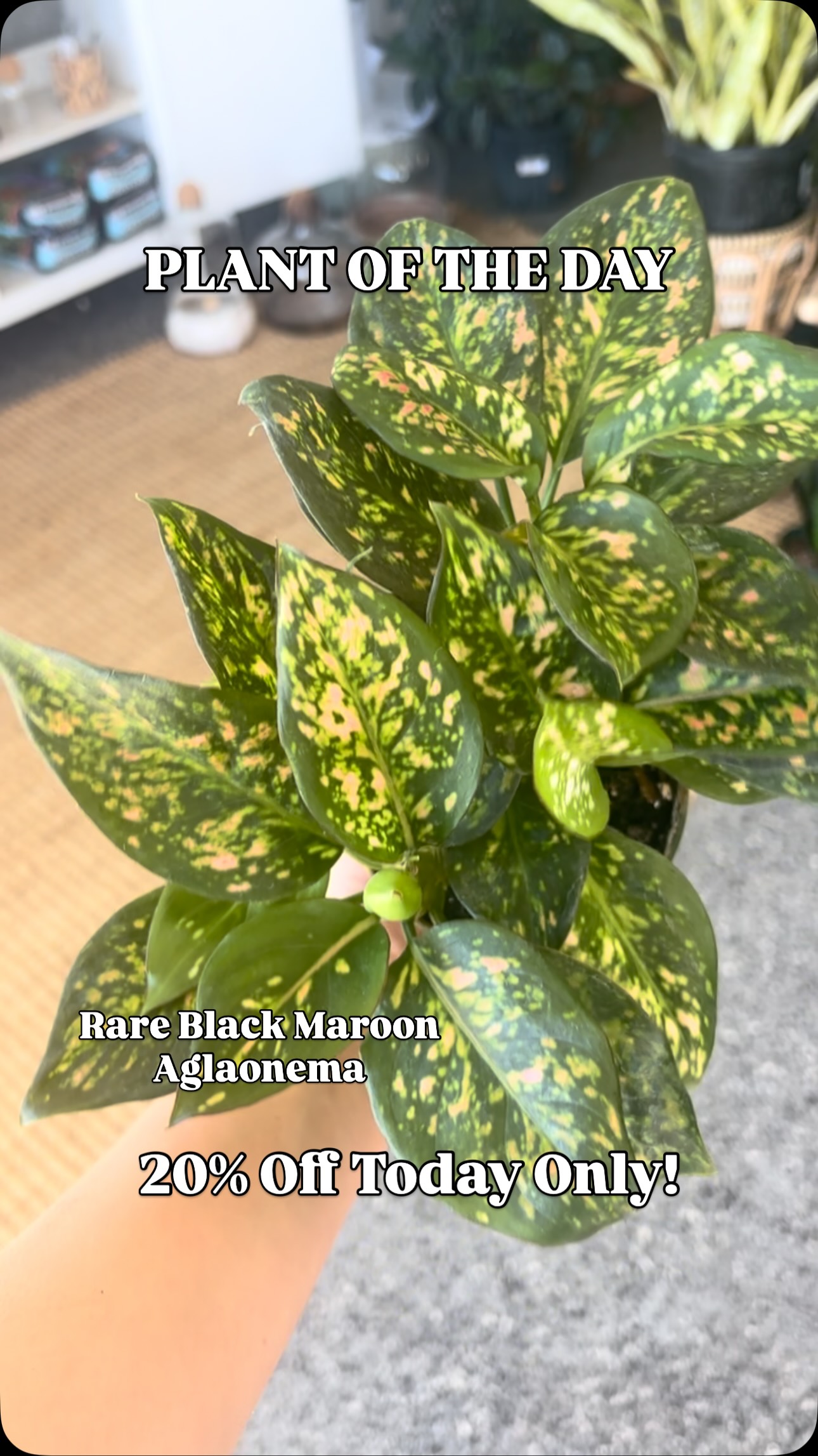 PLANT OF THE DAY!
Today’s plant is the rare Black Maroon Aglaonema and it’s 20% off today only! Open 10-6pm
The rare Black Maroon Aglaonema wants medium to bright indirect light. Water every 1-2 weeks when the soil is about 2/3rds dry.
#nebraskaplantshop #grandislandnebraska #tropicalhouseplants #plantoftheday