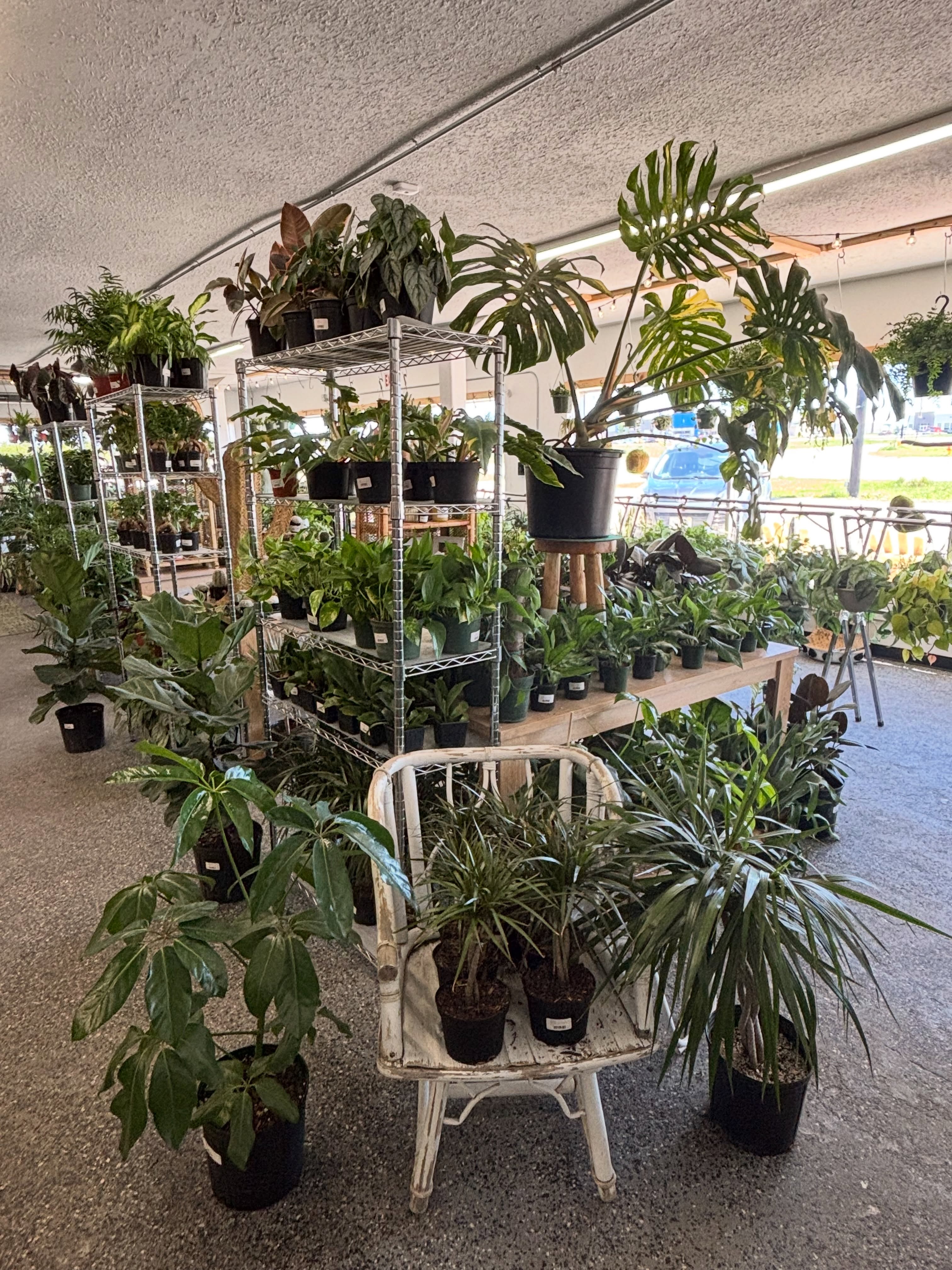 A little greenery goes a long way. 🌿 Stop in and find your next favorite plant!
Open 10-5pm Saturdays