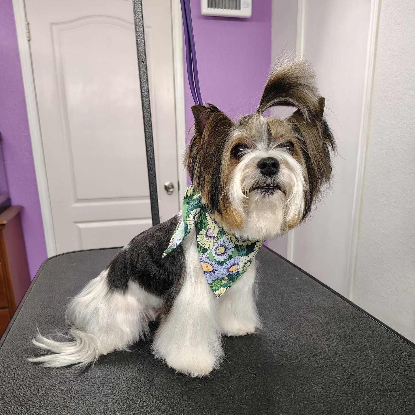 Posey is a precious little Biewer Terrier with the cutest ponytail and enough charm to steal every heart in the room 🎀✨ Freshly pampered, perfectly polished, and feeling oh-so fabulous after her spa day.
#biewerterrier #luxurydoggrooming #spadayfordogs #sanmarcostx #pamperedpup