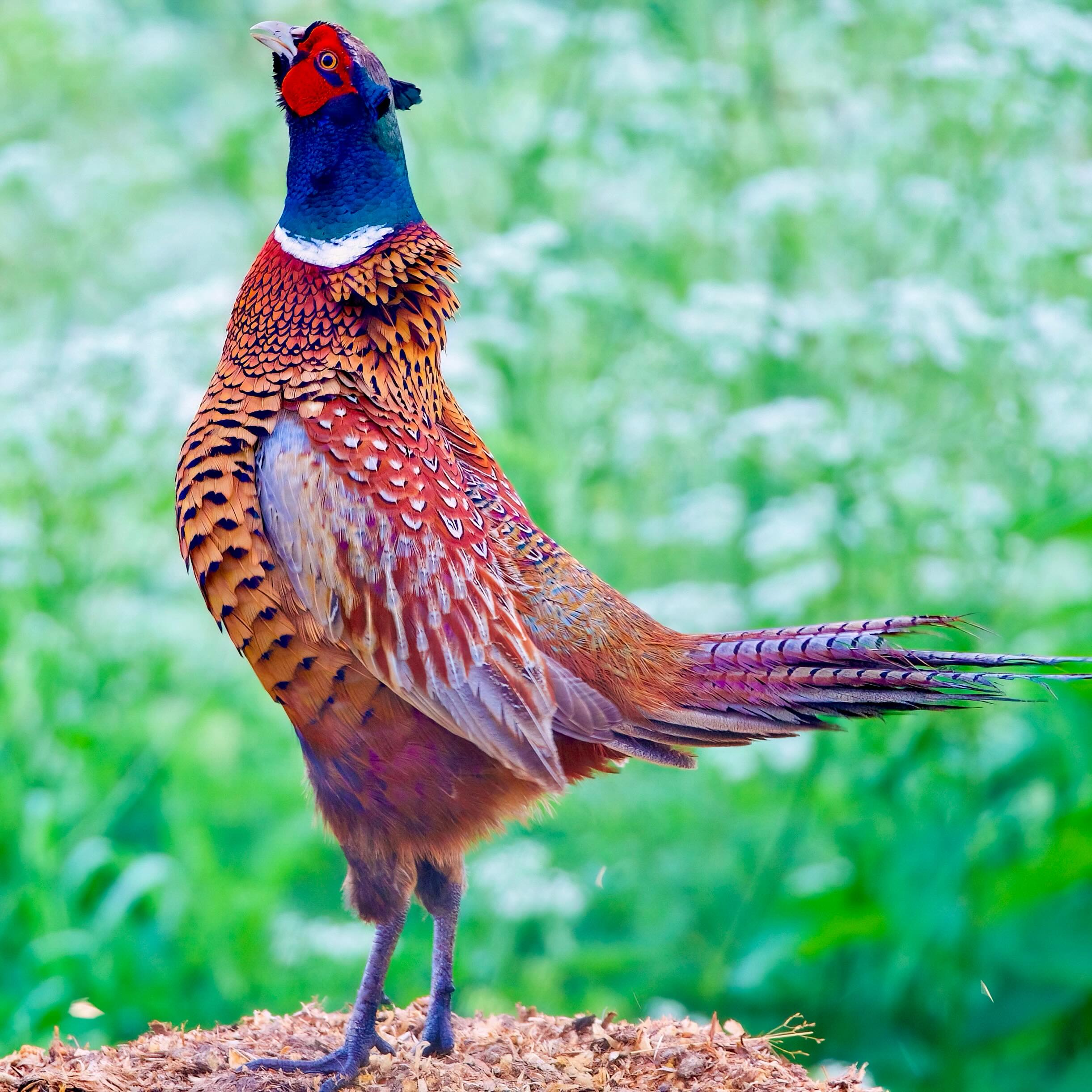 Wenn du gerade einen balzenden Fasan beobachtest, ist das meist ein Zeichen dafür, dass er sein Revier markiert oder ein Weibchen in der Nähe ist. 🦚 (Fasane gehören zwar nicht zu den Pfauen, zeigen aber ebenfalls eindrucksvolle Balzrituale.)