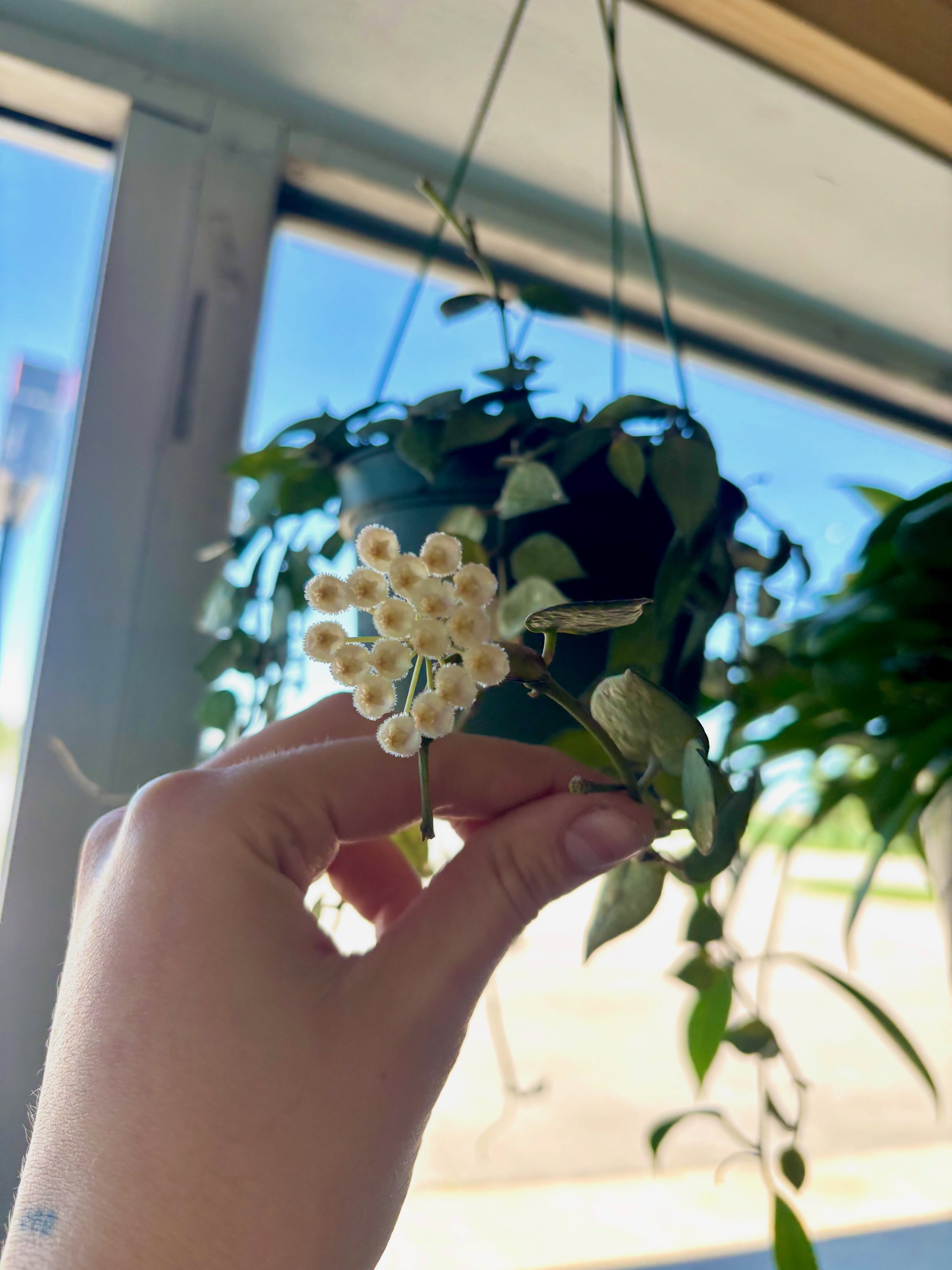 More pretty blooms on our Hoya Eskimo🤍