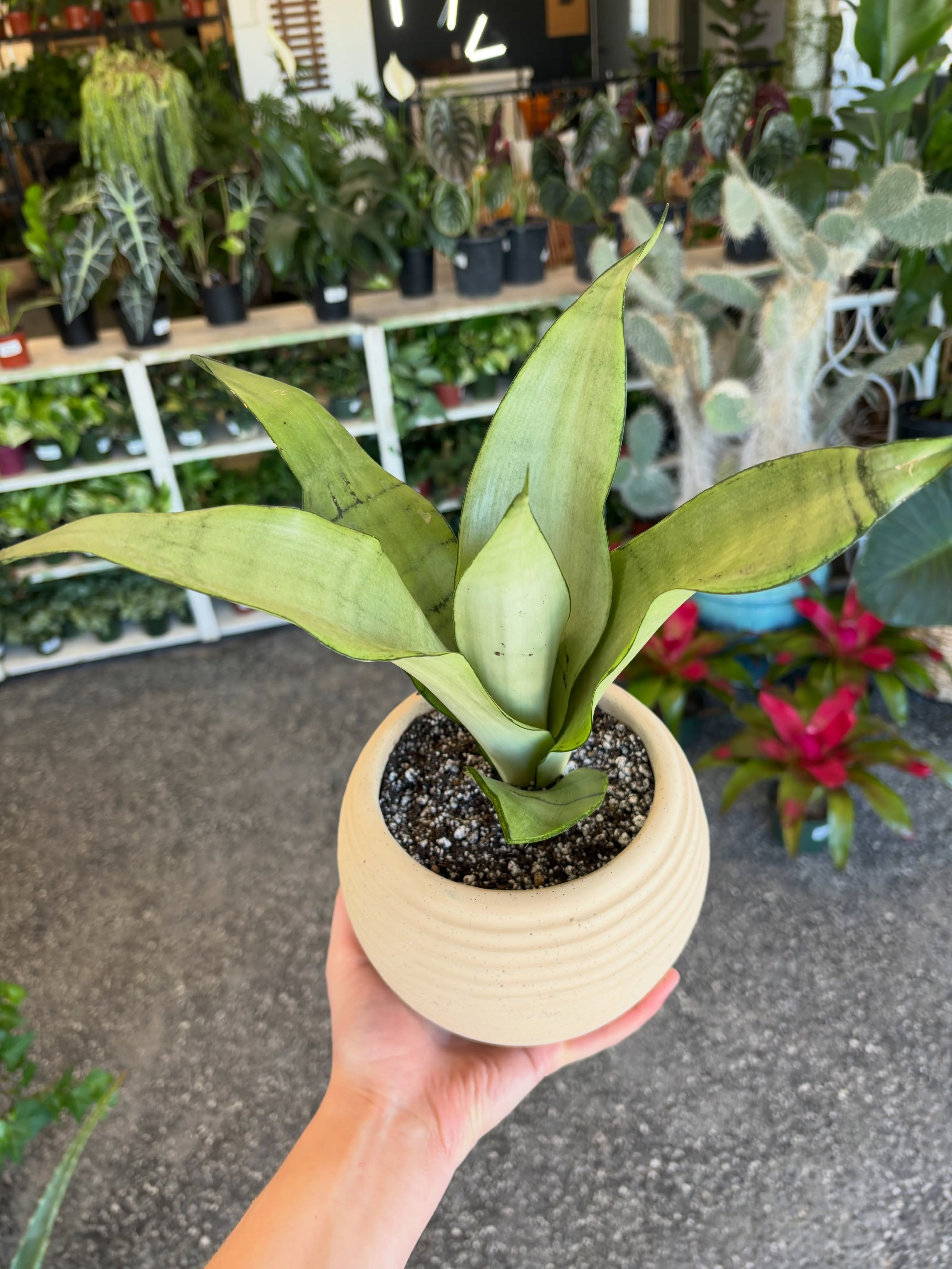 What a cutie!
Potted Moonshine Snake Plant $29.99