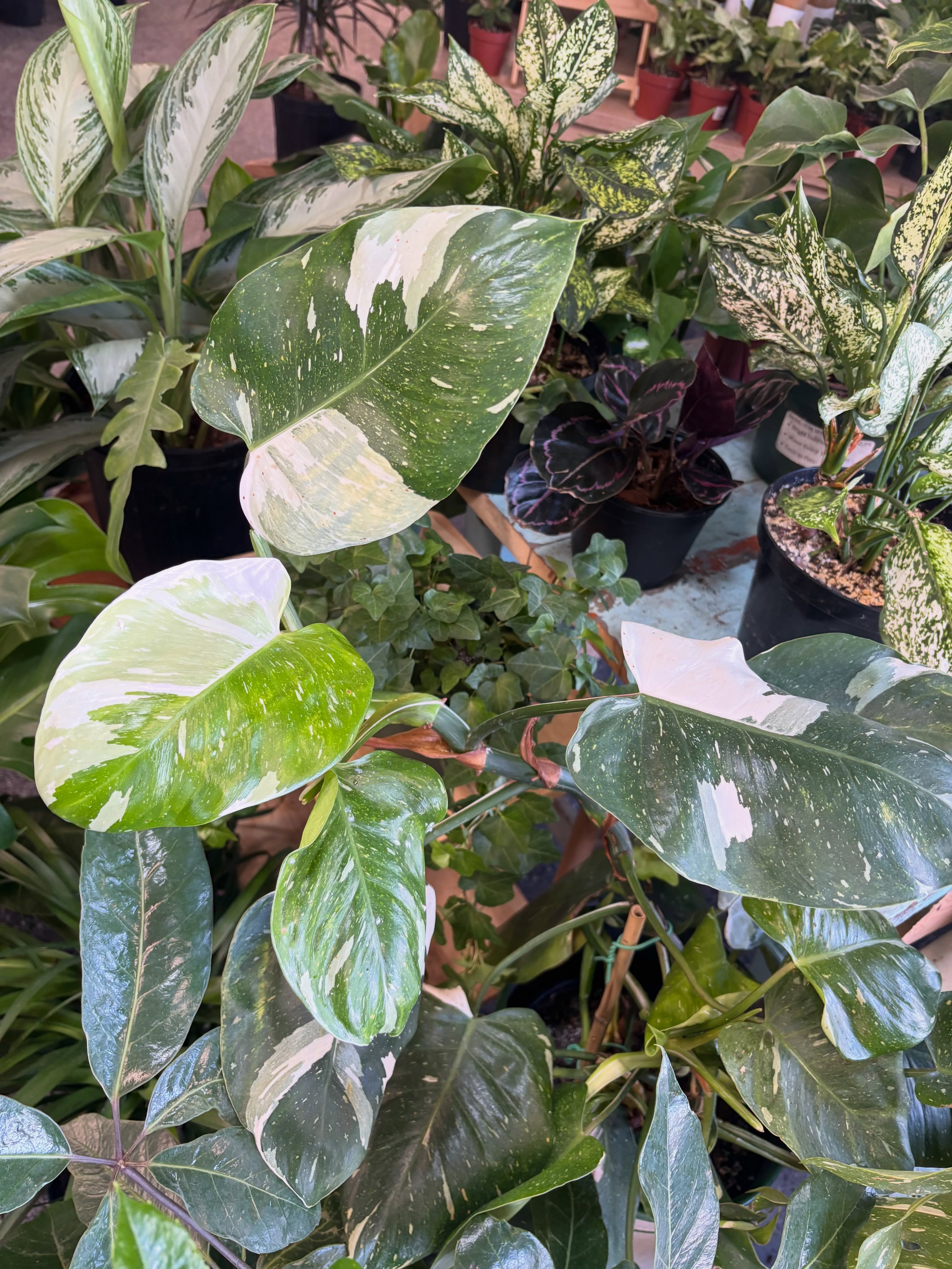 Quiet luxury, but make it green. ✨🌱