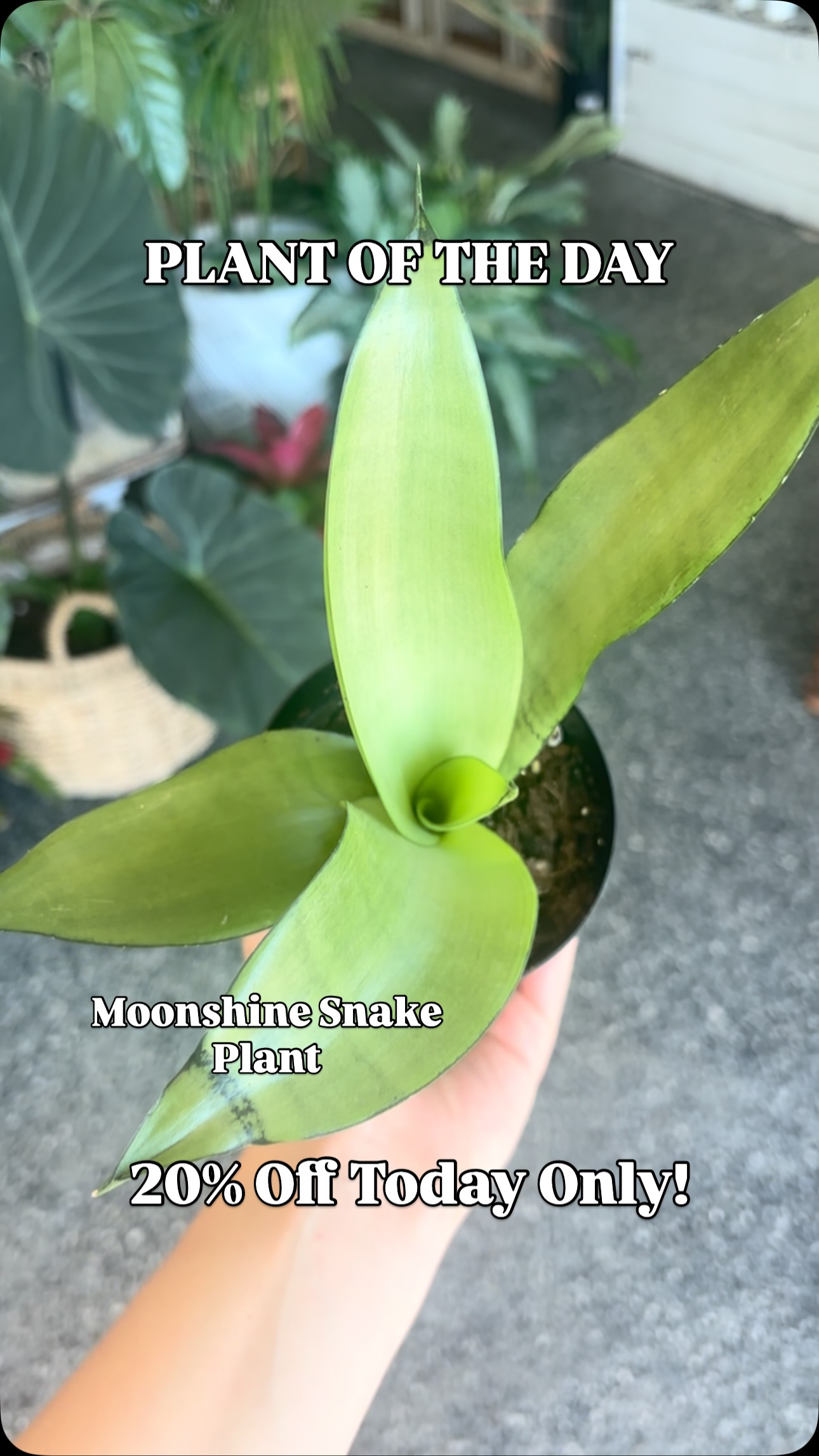 PLANT OF THE DAY!
Today’s plant is the Moonshine Snake Plant and it’s 20% off today only! Open 10-6pm
The Moonshine Snake Plant tolerates low light but will grow faster in medium to bright light. Water every 2-3 weeks when the soil is completely dry.
#nebraskaplantshop #grandislandnebraska #tropicalhouseplants #plantoftheday
