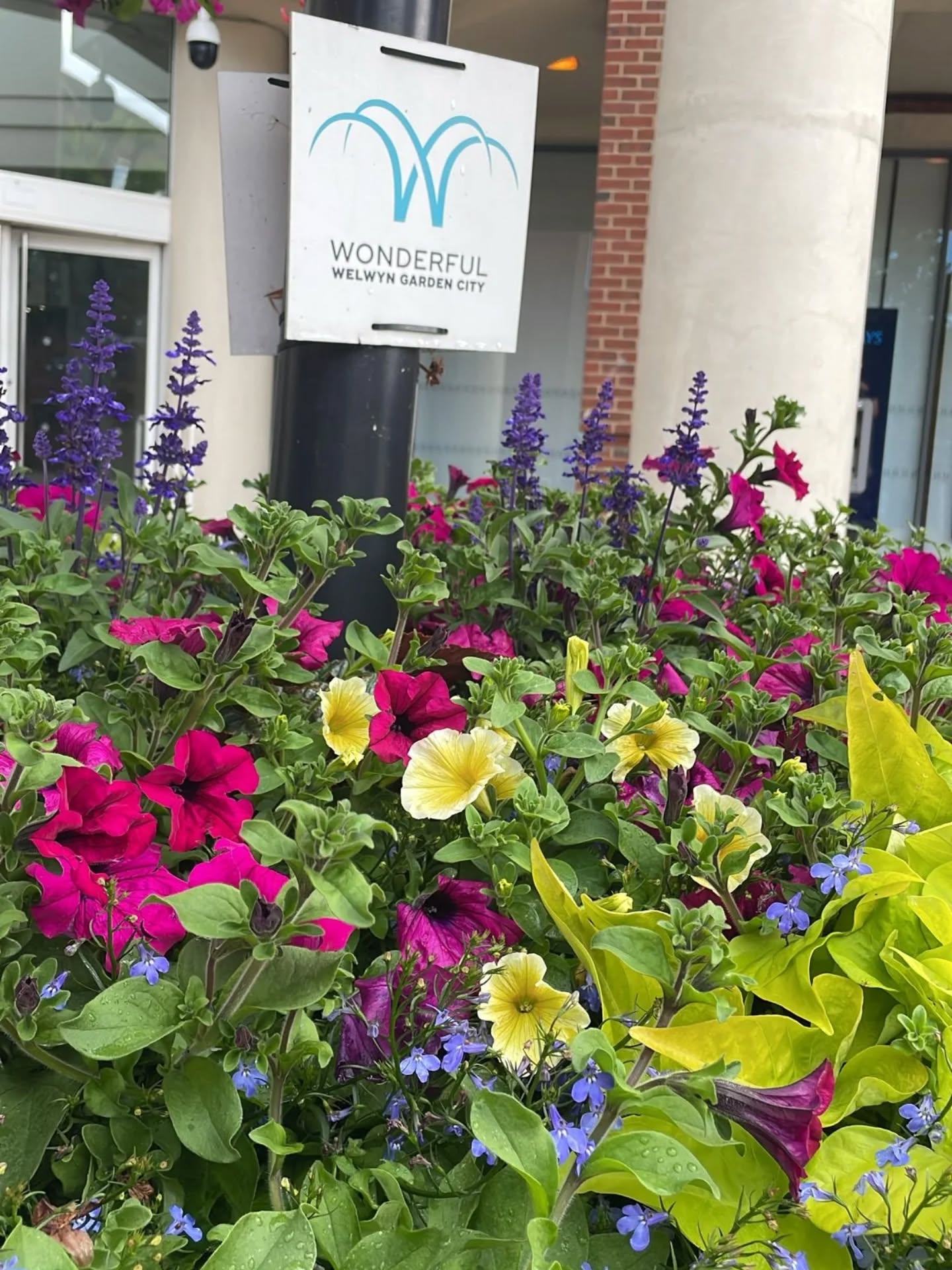 Have you spotted our business-funded floral displays yet? ๐ธ
Theyโve now been brightening up the town centre for 7 days and are really starting to bloom, adding beautiful pops of colour throughout the area. Weโve received so much positive feedback already, thank you to everyone who has shared their lovely comments and support!
#TownCentre #BloomingBeautiful #CommunitySpirit #FloralDisplays #SupportLocal