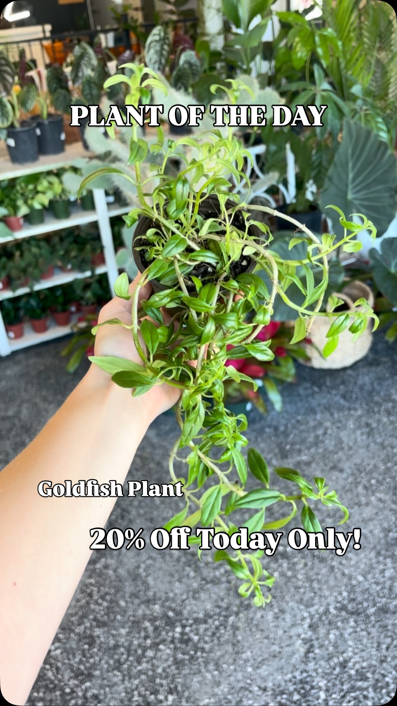 PLANT OF THE DAY!
Today’s plant is the Goldfish Plant and it’s 20% off today only! Open 10-6pm
The Goldfish Plant wants medium to bright indirect light. Water once a week when the top of the soil is dry. This plant gets its name from its beautiful orange blooms! And this plant is pet friendly!
#nebraskaplantshop #grandislandnebraska #tropicalhouseplants #plantoftheday