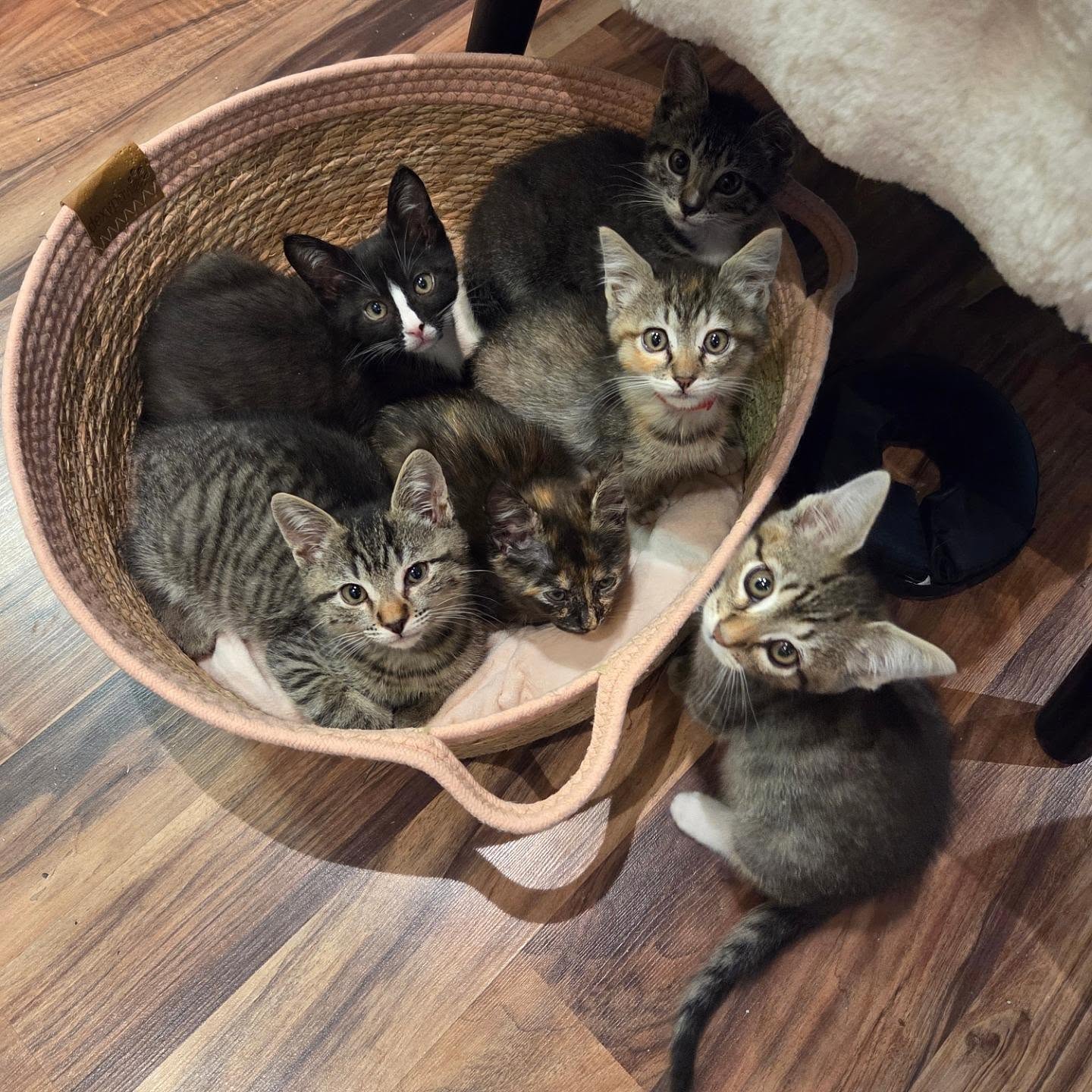 Cute kittens in a basket for kitty lovers!