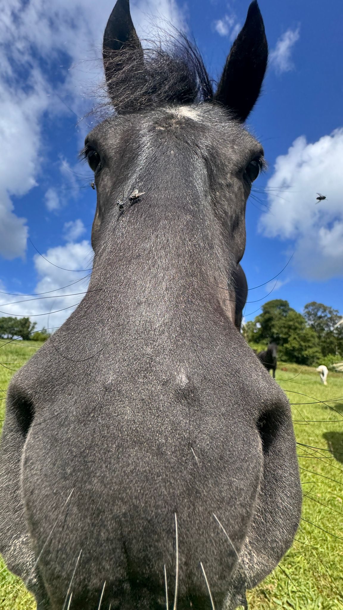 We are very proud of our young student is actively working very hard to share the very sad message about the risk posed to Dartmoor Ponies.
Her understanding from information shared by Natural England, is that these amazing creatures that are a staple in our heritage have the real potential to reach a point of extinction. A call to action to reduce the Dartmoor pony by up to 60% by the end of 2026 is a serious threat and needs your support to stop this now.
Please sign the petition that is our bio and show your support for the amazing work so many people are doing to save the wonderful animals.
#savedartmoorponies #dartmoorpony #friendsofdartmoorhillpony