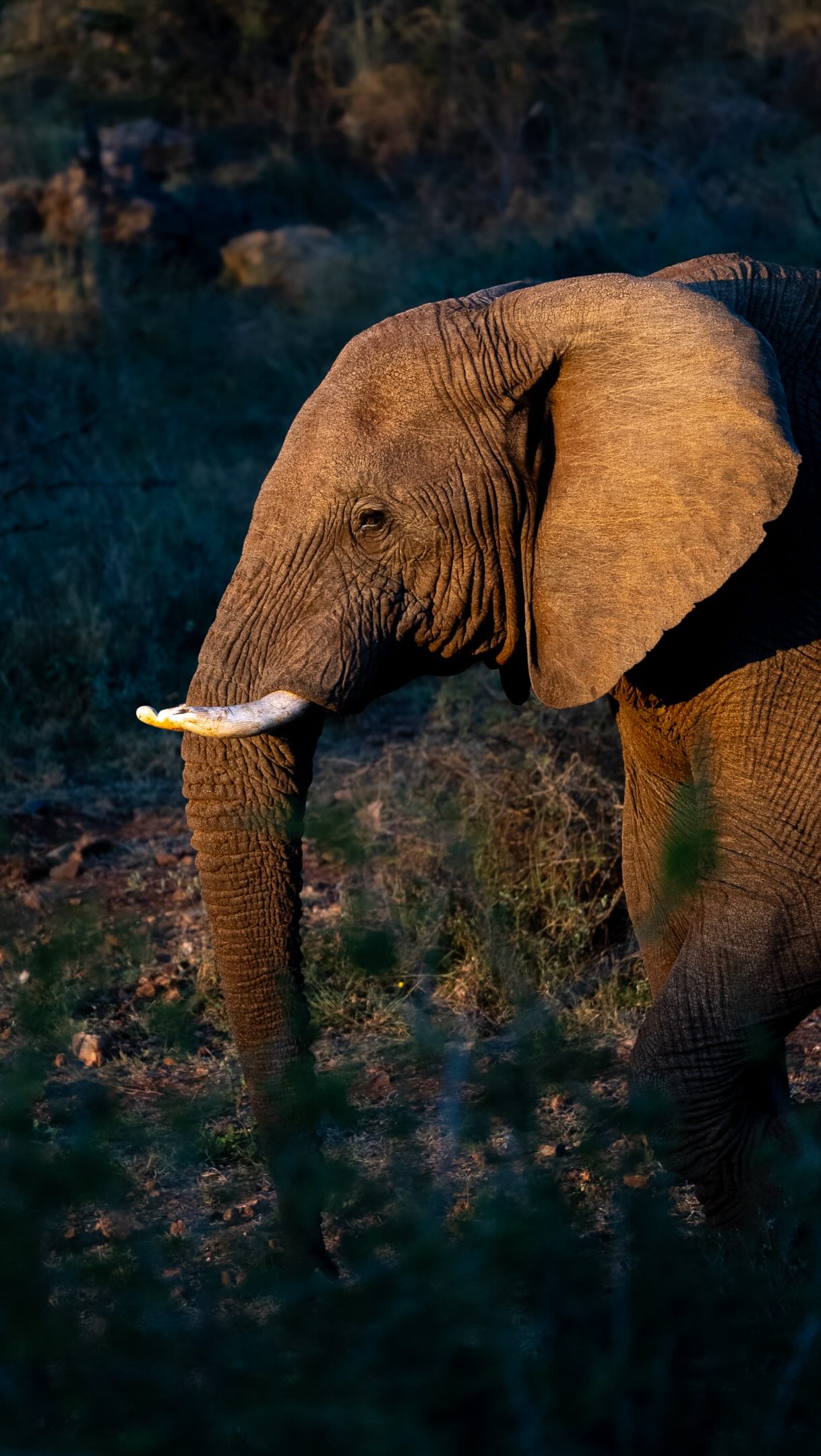 The best way to end the day 😍🐘
Game Drive and a dinner in the bush 😍
What an incredible experience at @ivorytreegamelodge