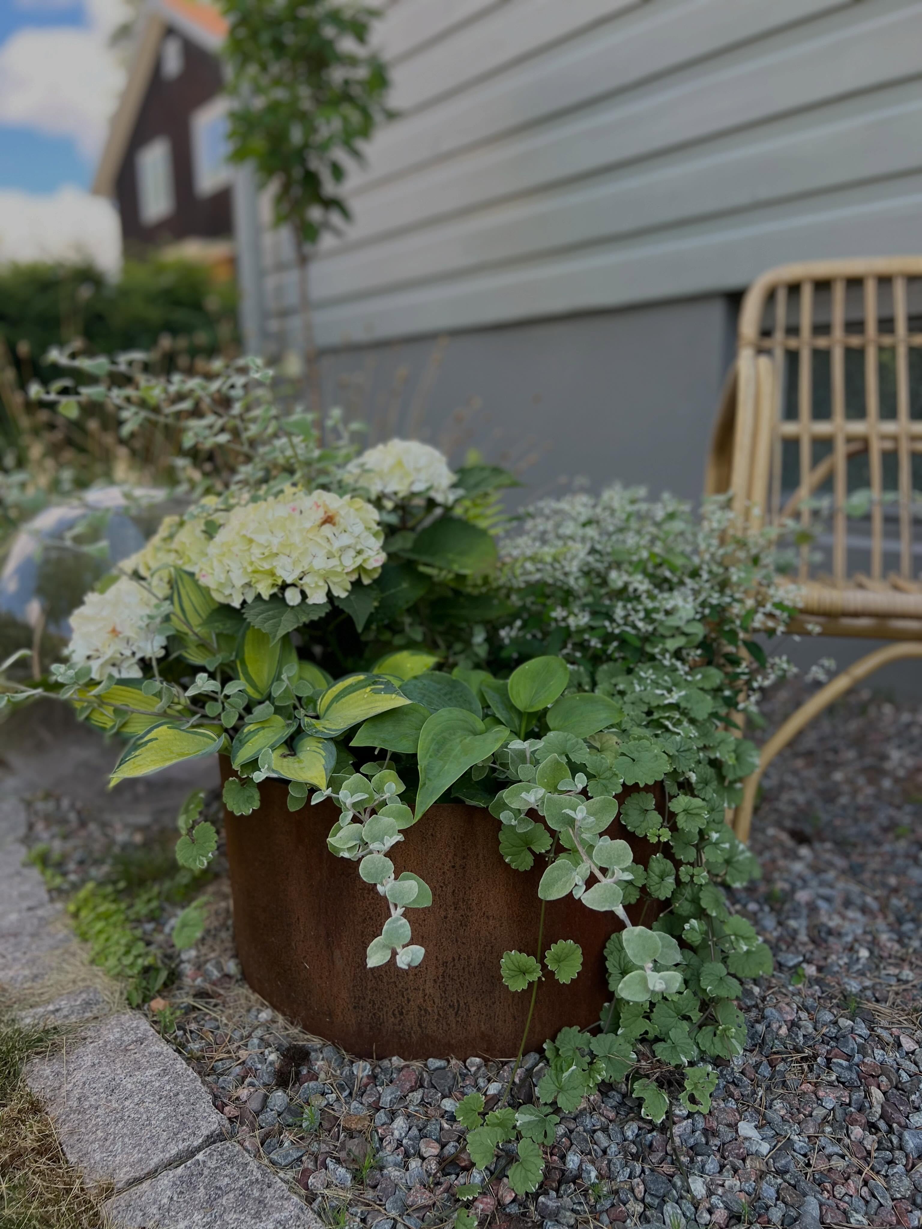 Planteringar i skugga kan faktiskt vara bland det vackraste. Gröna, frodiga och med sirlig blomning. Och tveka inte att blanda ettåriga växter med perenner!