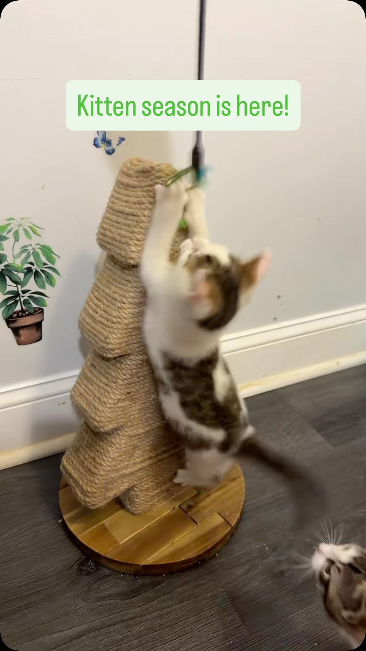 THE MONKEY 🐵😻
#animalsindistressnj #kittenseason #cats #mercercountynj #kittens
