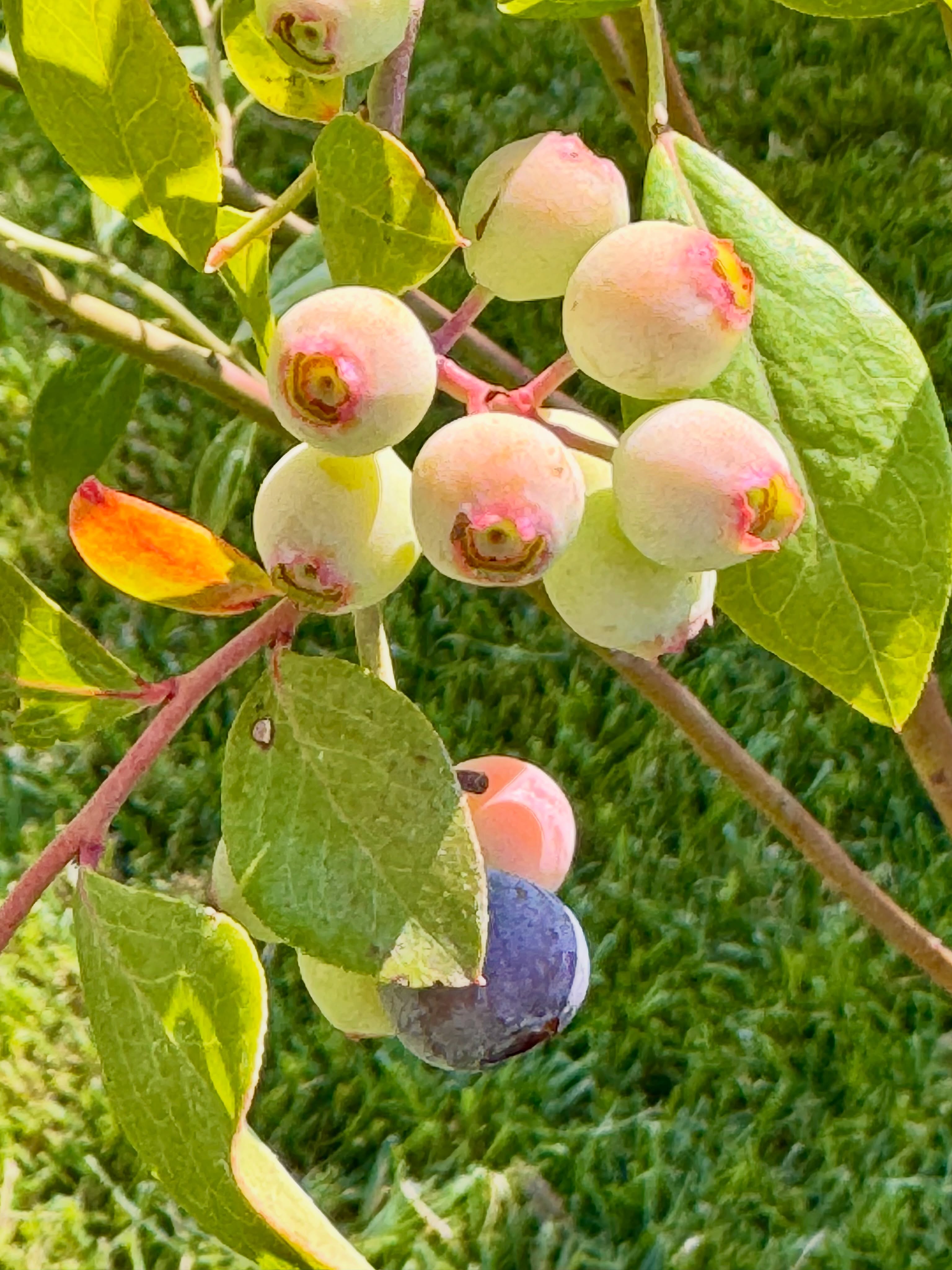 First blueberry of the season! #myblueberry