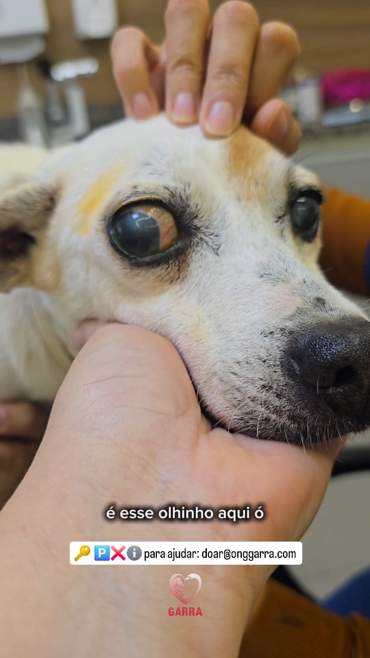 ‼️ URGENTE ‼️
Vovó Zira está com 52 de pressão ocular (quando deveria estar cerca de 18), glaucoma e muita dor...
Ela precisa operar com urgência!!!
Para isso, precisamos fazer os exames pré operatórios e comprar os colírios dela.
Podemos contar com a sua ajuda HOJE para não deixar mais essa vovózinha que amamos tanto sofrer?
Colabore com qualquer quantia pela 🔑🅿️ℹ️❌️ 21 98024-1232 ou doar@onggarra.com
Obrigada pelo carinho e atenção de sempre Dra @gabiafreitas ❤️
#ziragarrinha #onggarra #garrinhos #ajudeogarra