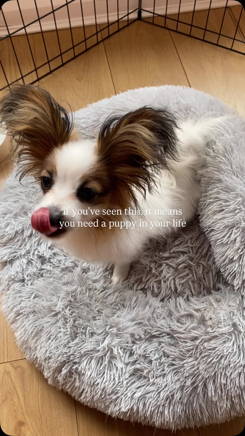 trust us, all of your personal problems will be resolved cause you canβt think about them anymore with having a puppy π
#puppylover #puppystagram