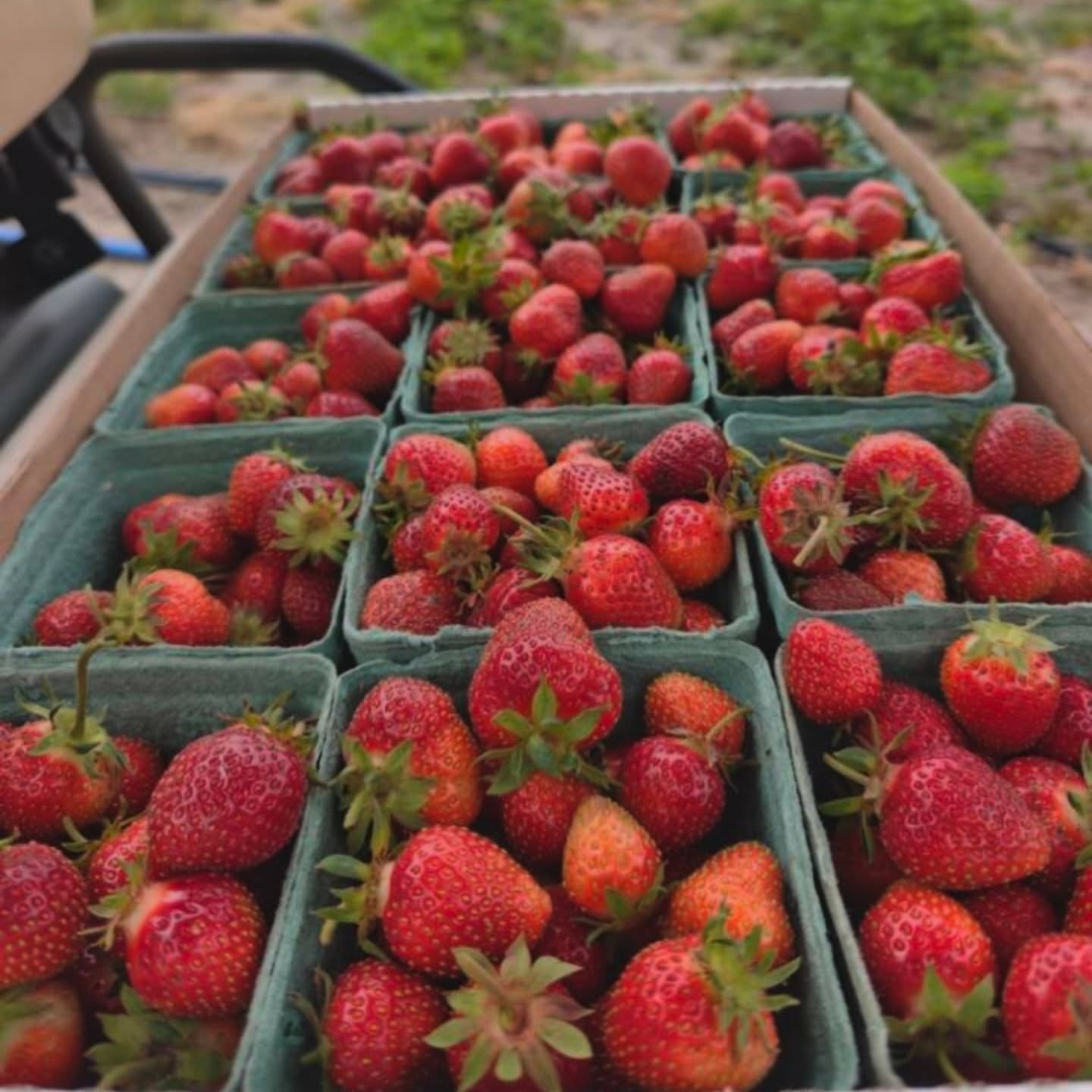 The littlest farmer is on berry duty today! 🍓
She’s been out helping us find the ripe ones, and we’re happy to say things are starting to pick up. Our reserved berry folks are getting calls, and we’re hoping to have a couple days of U-pick in the next week or so!
Who’s interested in U-pick? Drop a comment below! 👇 ::: and stay tuned for official dates and times!