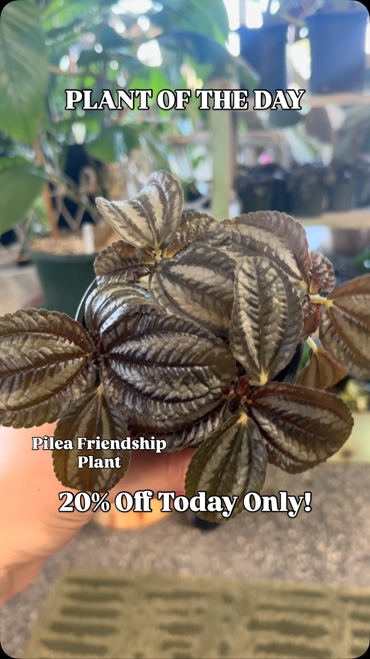 PLANT OF THE DAY!
Today’s plant is the Pilea Friendship Plant and it’s 20% off today only! Open 10-6pm
The Pilea Friendship Plant wants medium to bright indirect light. Water once a week when the first inch of soil is dry. This plant is pet friendly!
#nebraskaplantshop #grandislandnebraska #tropicalhouseplants #plantshop