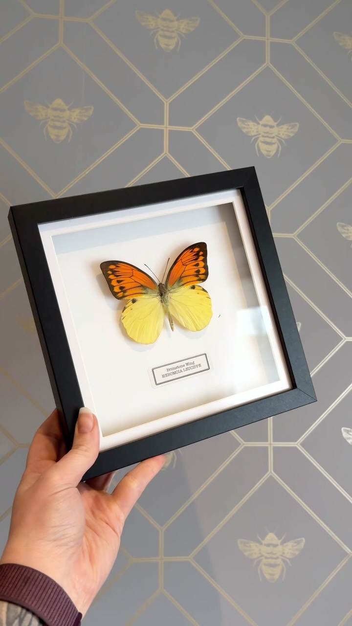 What kind of art? 🤔, hahah 😅
#naturalhistory #entomologyart #taxidermy #entomologyforsale #odditiesandcuriosities