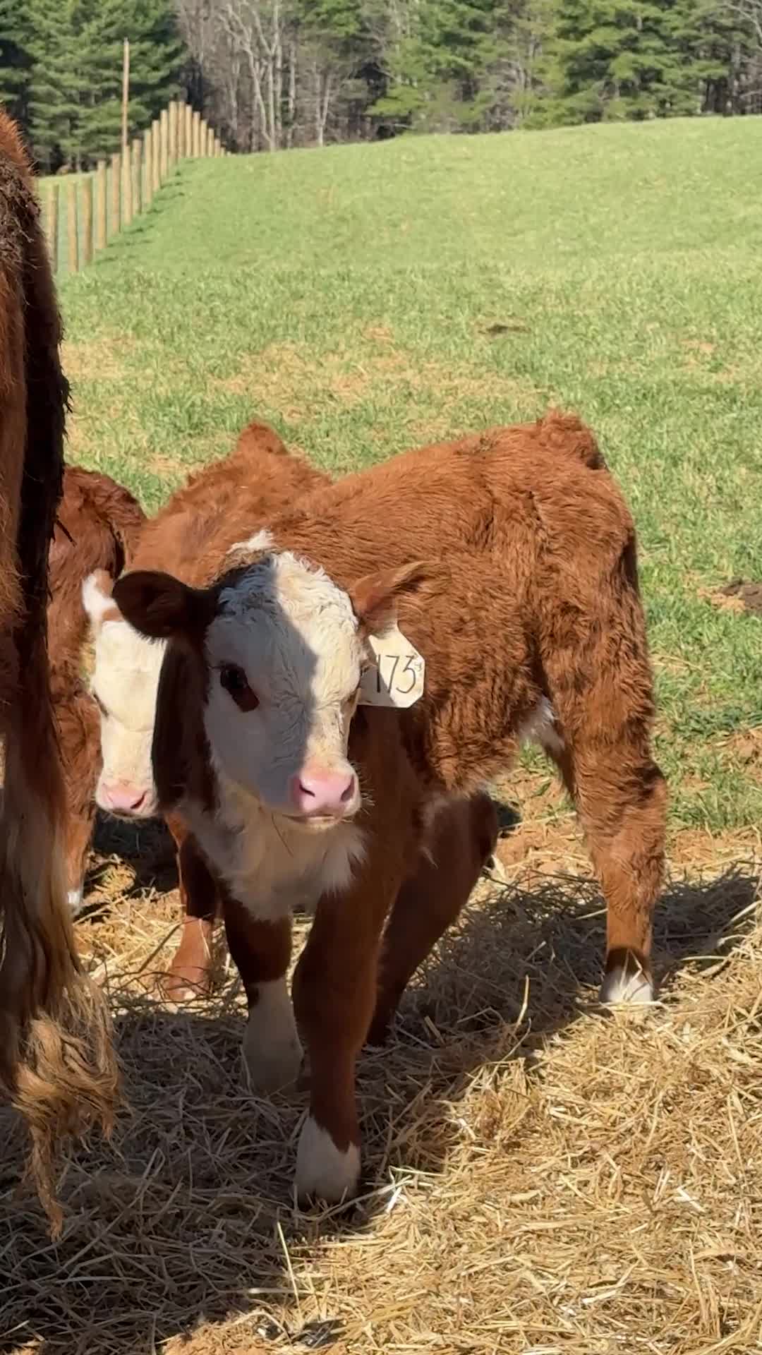 Enjoying life, one baby cow at a time!
ㅤ
#cow #cattle #animals #farm #farmlife #farmanimals #homestead