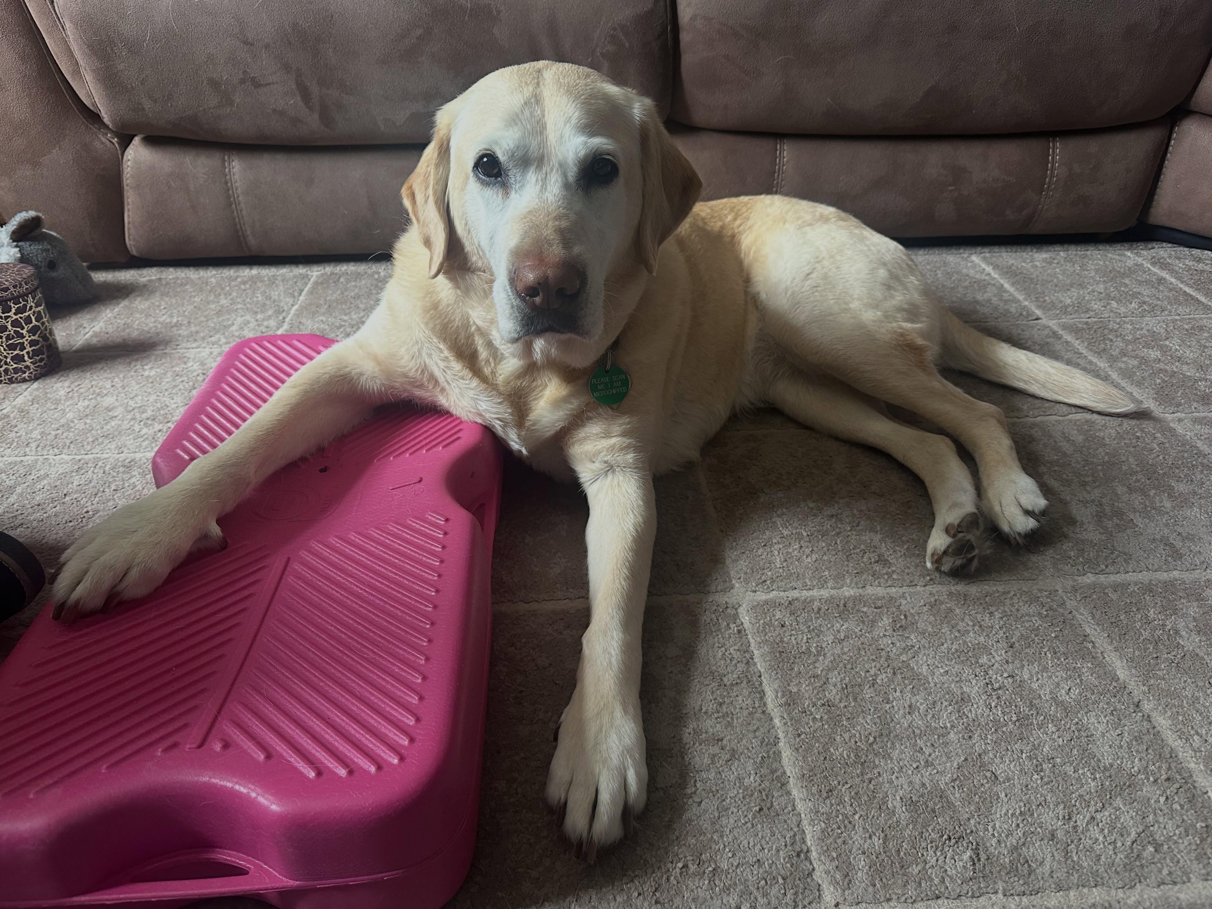 “How dare you ask me to do all those exercises Cara 😴”
Lovely sassy Saffy having a rest after her physio session.
As she is doing so well with her recovery, Saffy performs some more complex exercises in her plan and does amazingly (with treats as payment of course!) 🐾