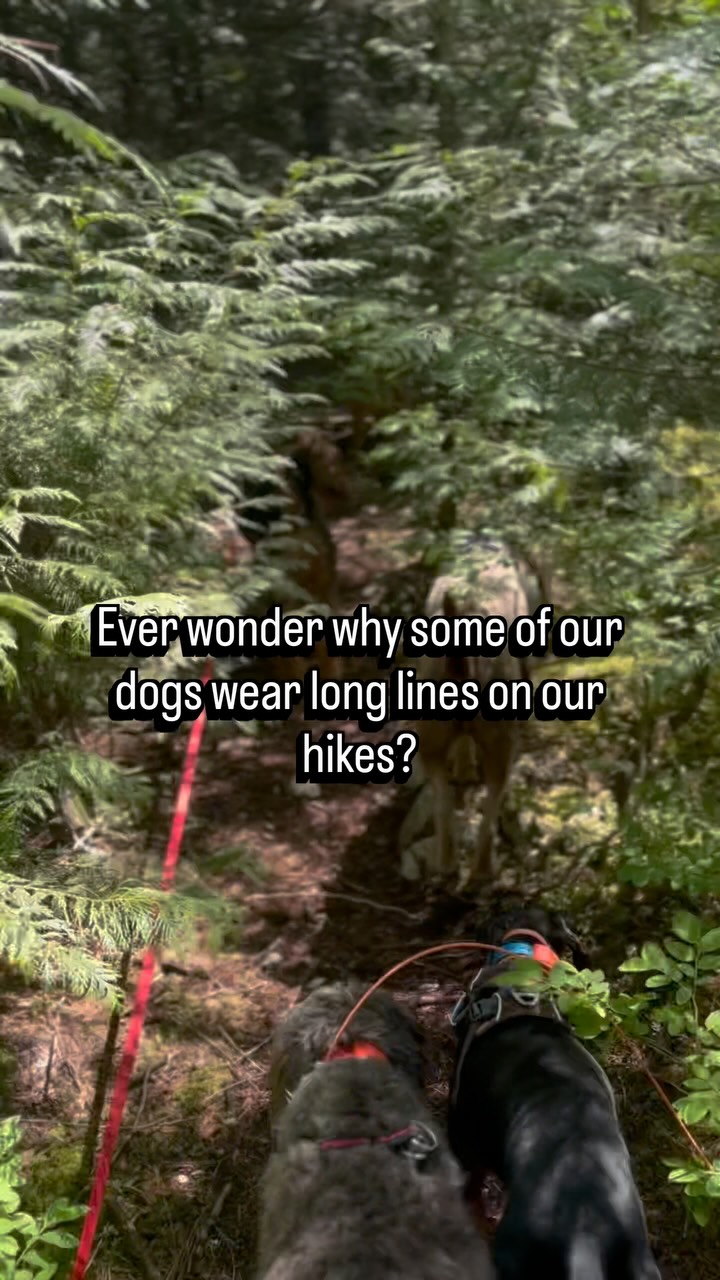 🐾 Why do some dogs wear long lines on our hikes?
Freedom and safety can go hand in hand.
While many of our regular hikers enjoy off-leash adventures, some dogs hike on long lines for a variety of reasons. They may be building their recall skills, adjusting to a new environment, working through wildlife distractions, or simply earning more freedom over time.
A long line allows dogs to explore, sniff, swim, and enjoy the trails while giving us an added layer of safety and control when needed. It’s not a punishment—it’s a training and management tool that helps set dogs up for success.
Every dog is an individual, and part of responsible group hiking is making decisions based on what each dog needs, not applying the same rules to everyone.
Our goal is always the same: happy dogs, safe adventures, and positive experiences in the beautiful BC backcountry. 🏔️🐕
#DogWalkingWhistler #AdventureDogs #PositiveReinforcement #DogHiking #BackcountryDogs DogSafety WhistlerDogs LetDogsBeDogs