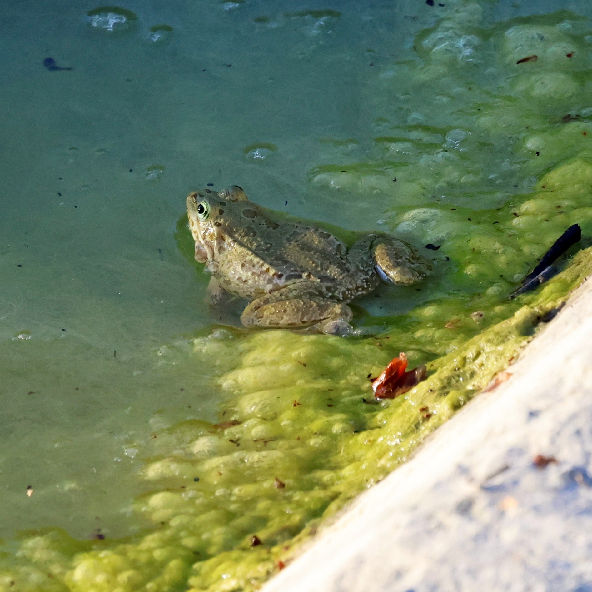 A marsh frog singing to me the other morning.
#islandwildlife #kefaloniawildlife #greekwildlife #guidedwildlifewalks #frog