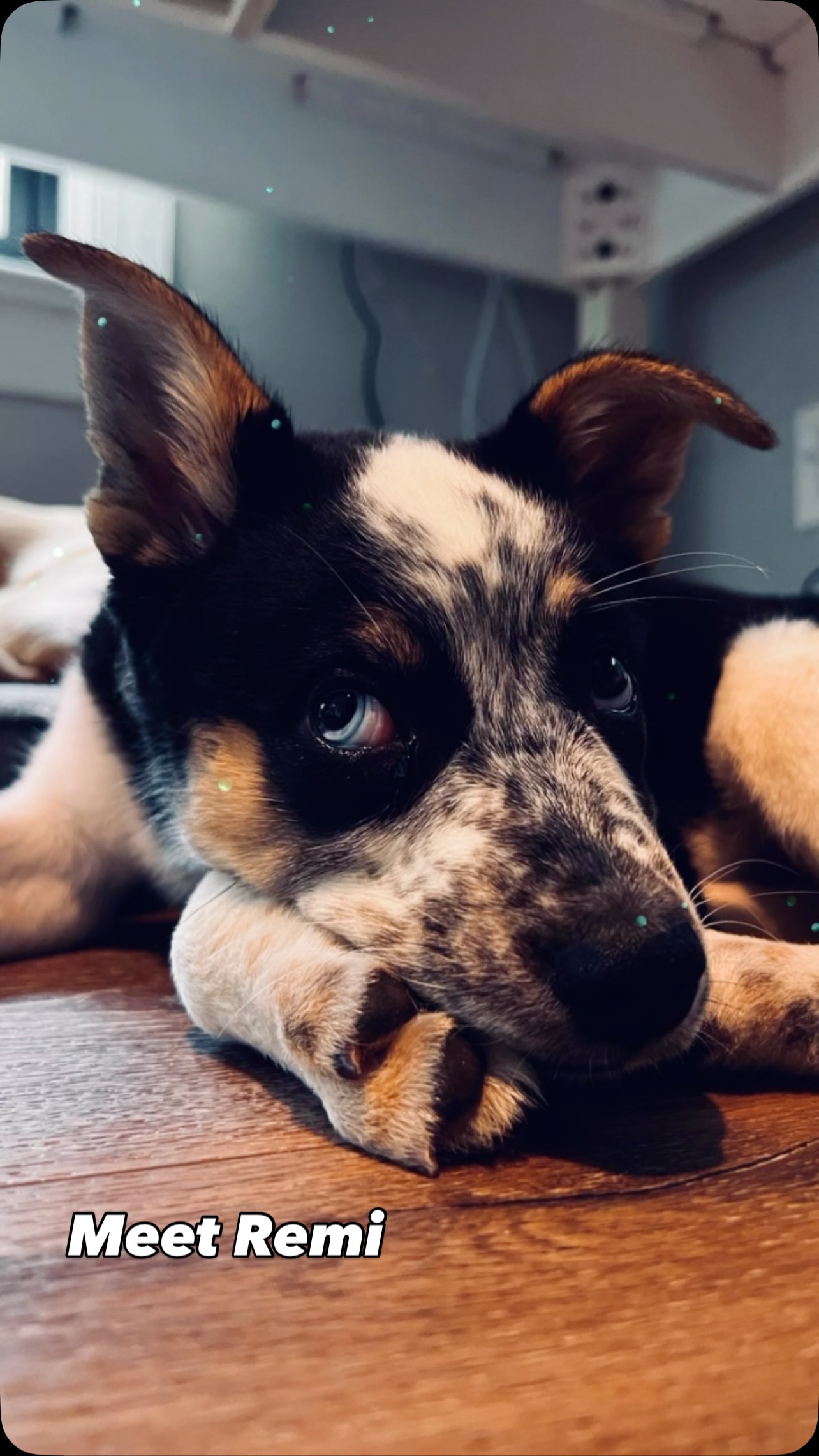 Do you work remotely and have always wanted the perfect companion? Meet Remi. This pint—sized princess is as cute and easy. She’s already crate and potty trained, too! Come meet her @savinggracenc She’s waiting for her person! #savinggracerescue