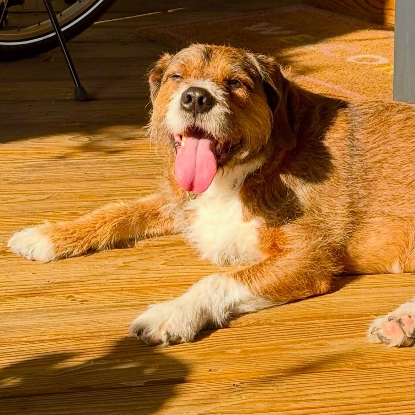 Sunbathing… Milo needs his vitamin D!!