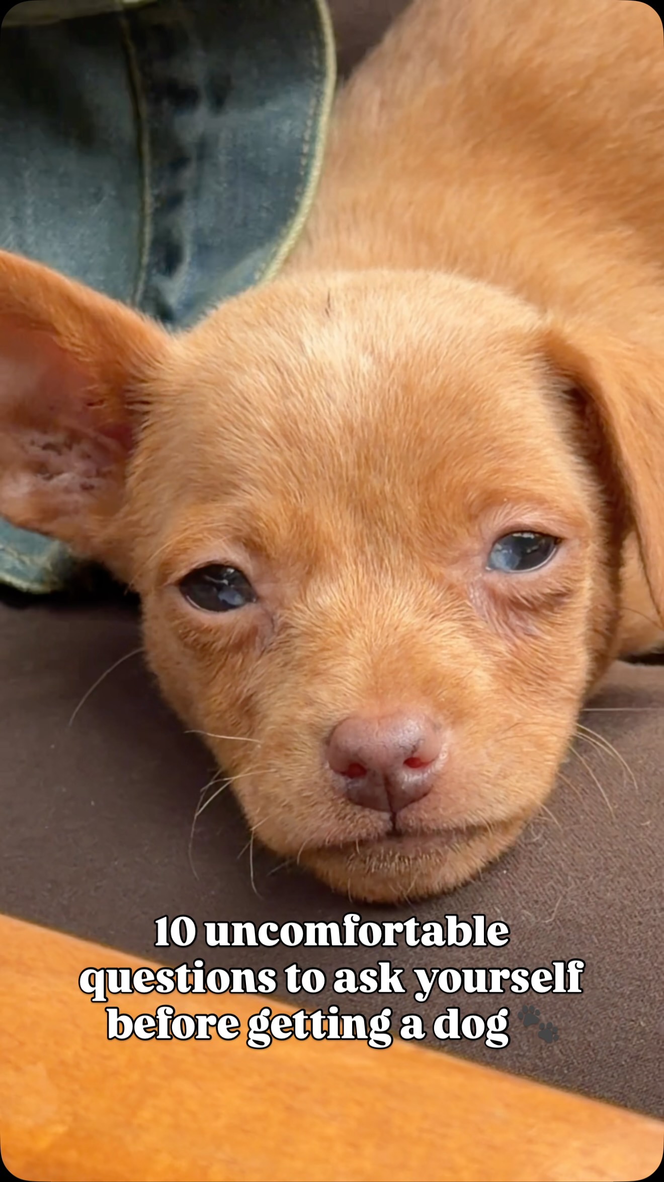 10 uncomfortable questions to ask yourself before getting a dog 👇🏼🐾
1. Do I actually understand the specific breed/energy level I’m committing to?
A mismatch here is one of the biggest reasons dogs get rehomed.
2. What happens if my job changes and I suddenly have long hours, travel, or relocation?
Would I still prioritize the dog, or would it become a problem I’m trying to “solve”?
3. Can I handle the worst-case version of dog ownership, not just the cute stuff?
Think: chewing furniture, barking at night, accidents indoors, and training setbacks.. not just walks in the park.
4. Do I have the patience for months (or years) of training without giving up halfway?
Especially when progress is slow or inconsistent.
5. Can I afford unexpected veterinary bills without it becoming a financial crisis?
Not just routine care.. emergencies, surgeries, chronic conditions.
6.Am I okay with my home and belongings being “less perfect”?
Scratched doors, maybe hair everywhere..
7. Who will care for the dog when I’m sick, overwhelmed, or mentally drained?
Because those days will happen, and the dog still needs care.
8. Am I choosing a dog for my lifestyle, or because I feel emotionally drawn to the idea of having one?
Those are not always the same thing.
9. Am I actually ready for my life to stop being fully “mine” for the next 10 to 15 years?
A dog doesn’t fit around your routine.. it becomes part of your daily life.
10. If the dog develops behavioral issues, will I invest in fixing them, or start thinking about giving up?
Be honest with yourself about your threshold.
Please share this with your friends so that every dog has the chance to find the loving home and family they truly belong to 🩵
@mikesvetdxb
#doglife #dogsofinstagram #dubaidog #dubaidogs #dogreels