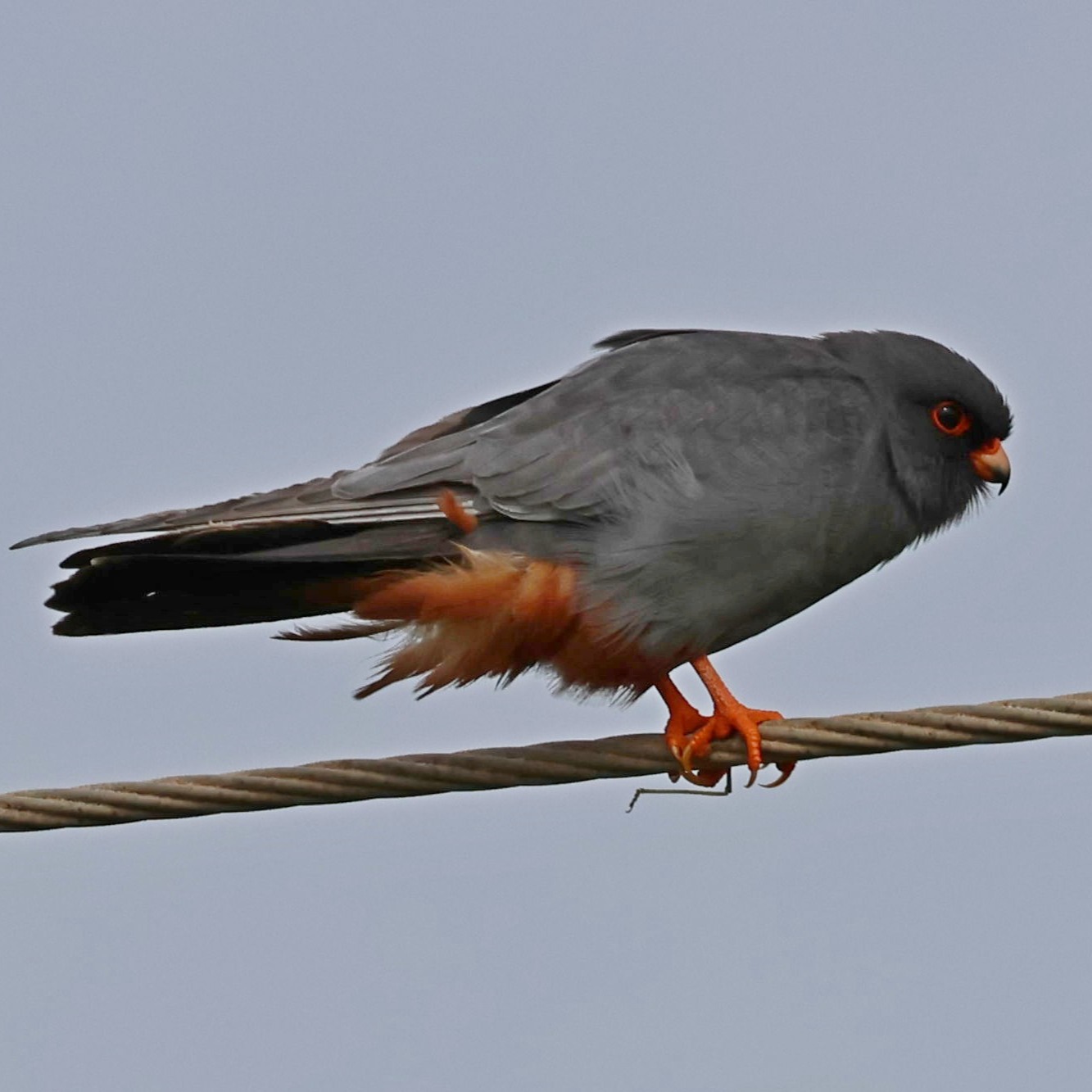 I have just added the red-footed falcon to my website.
www. island-wildlife.com
#islandwildlife #kefaloniawildlife #greekwildlife #guidedwildlifewalks #birdlovers