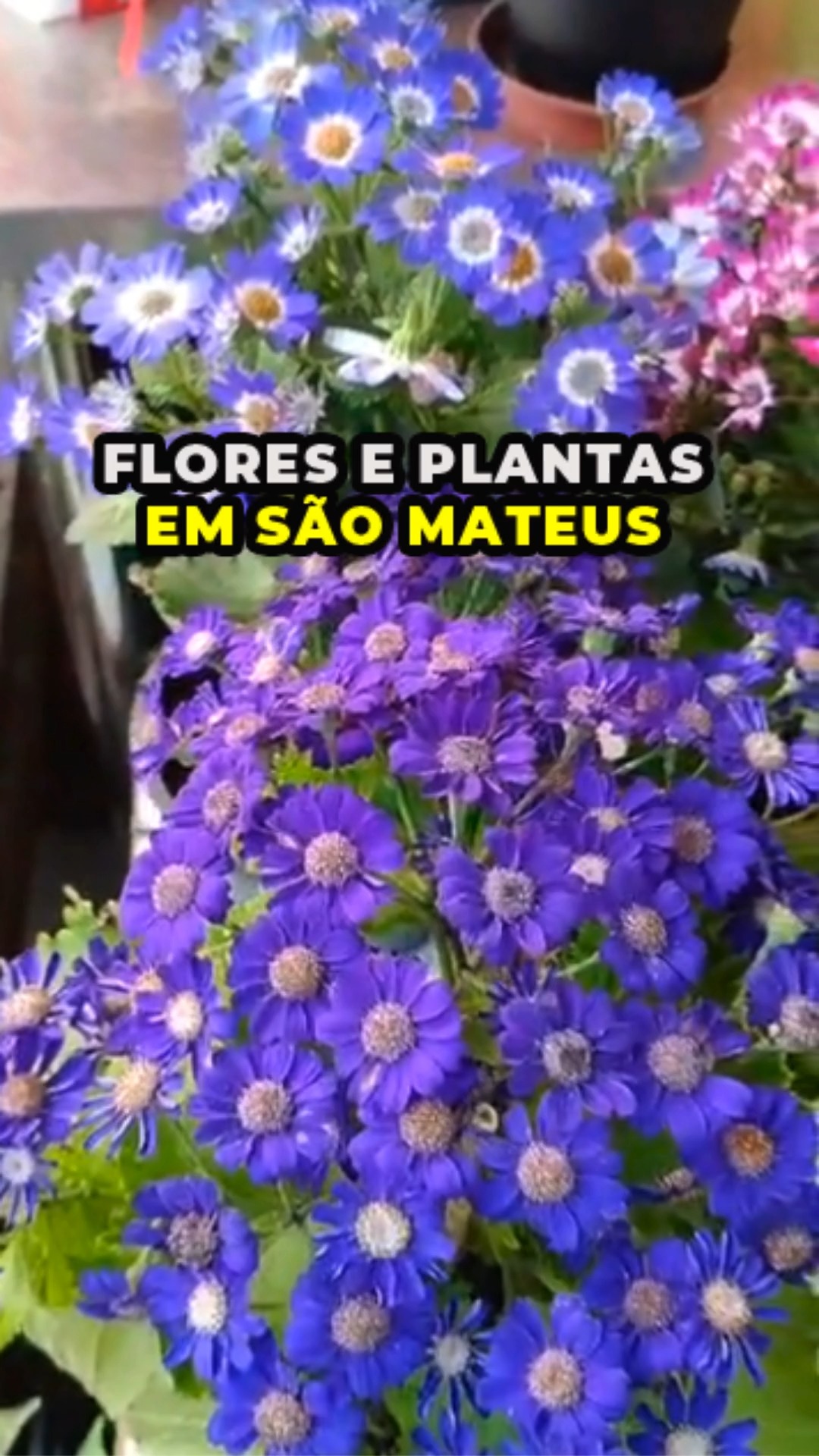 🎉 FLORA YAMASHIRO 🎉
🌸 Flores e Plantas em São Mateus
📸 @yamashiroflora
✨ Orquídeas – Cactos – Bonsais – Frutíferas
✨ Mudas – Sementes – Hortaliças – Ervas e Temperos
✨ Pedras ornamentais – Terra – Fertilizantes – Adubos
✨ Acessórios em geral para o seu jardim 🌿
📍 Rua Cadência, 240 – Jd. Sta Bárbara
📱 WhatsApp: (11) 97805-0761
📞 Telefone: (11) 2017-5120
🌱 Qualidade, variedade e o melhor atendimento para deixar sua casa e jardim ainda mais bonitos!
📖 Anunciante do nosso Guia de Bolso – 31ª Edição
#floresemsaomateus #plantasemsaomateus #orquideasemsaomateus #cactosemsaomateus #bonsaiemsaomateus #fertilizantesemsaomateus