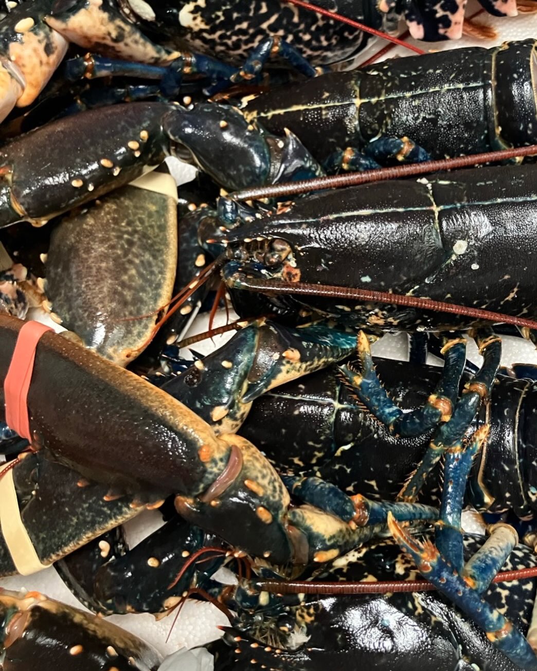 Few places left for tomorrow Lobster lunch…AMAZING….