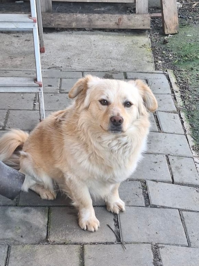 Caramel sucht ein Zuhause 🏠
🤍 Caramel / Rüde
📏 ca. 35 cm / ca. 05.2025 geboren
💞 menschenbezogen & freundlich
📍 Standort: Bukarest, Rumänien
Caramel wurde vor einigen Monaten von einer jungen Frau mutterseelenallein und hilflos auf der Straße entdeckt. Sie wollte ihn dort nicht zurücklassen und nahm ihn bei sich zuhause auf.
Der kleine Wuschel Caramel ist ein lustiger und liebenswerter kleiner Kerl. Er ist sehr aktiv, verspielt und liebt menschliche Gesellschaft.
Caramel ist ein sehr lieber und freundlicher jünger Rüde. Er hat das Leben im Haus bereits kennengelernt.
Caramel ist im Mai 2025 geboren, ca. 35 cm groß und wiegt 10 kg.
Er ist vollständig geimpft und kastriert. Ab sofort ist er bereit für ein eigenes Zuhause in Deutschland.
Seine zukünftige Familie bekommt einen tollen Begleiter, mit dem sie ganz bestimmt sehr viel Freude und Spaß haben wird.