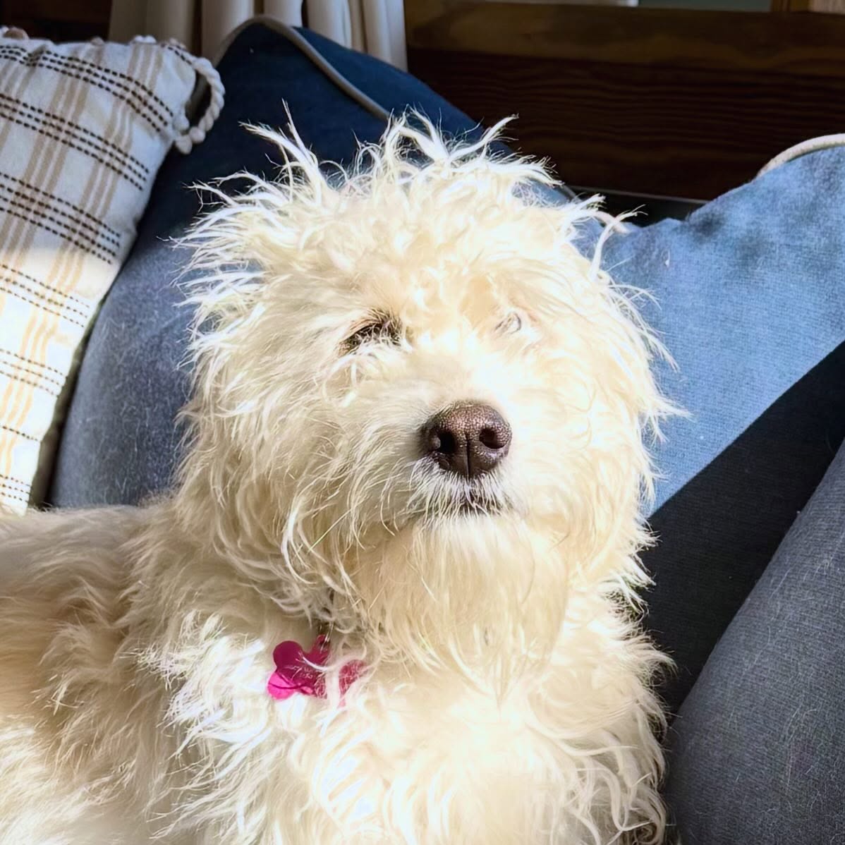 Someone had a rough night because of the Thunderstorms…